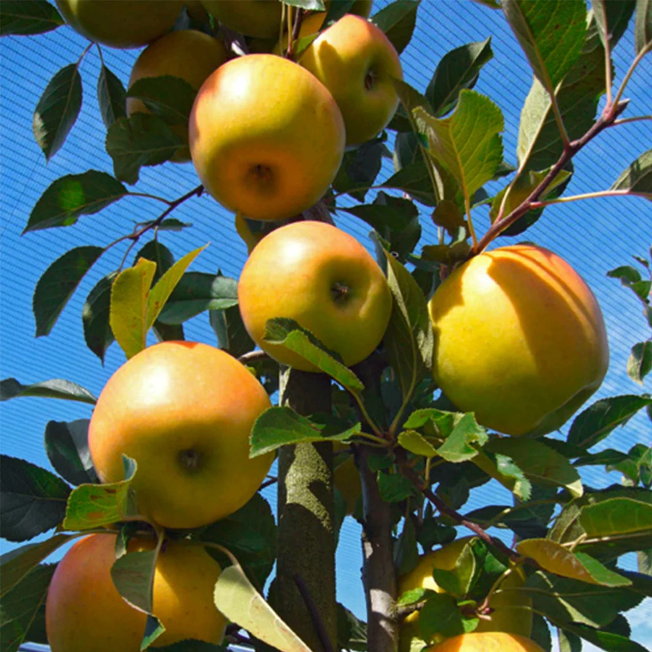 Image du produit pour «Pommier Opal» | © Glauser's Bio-Baumschule