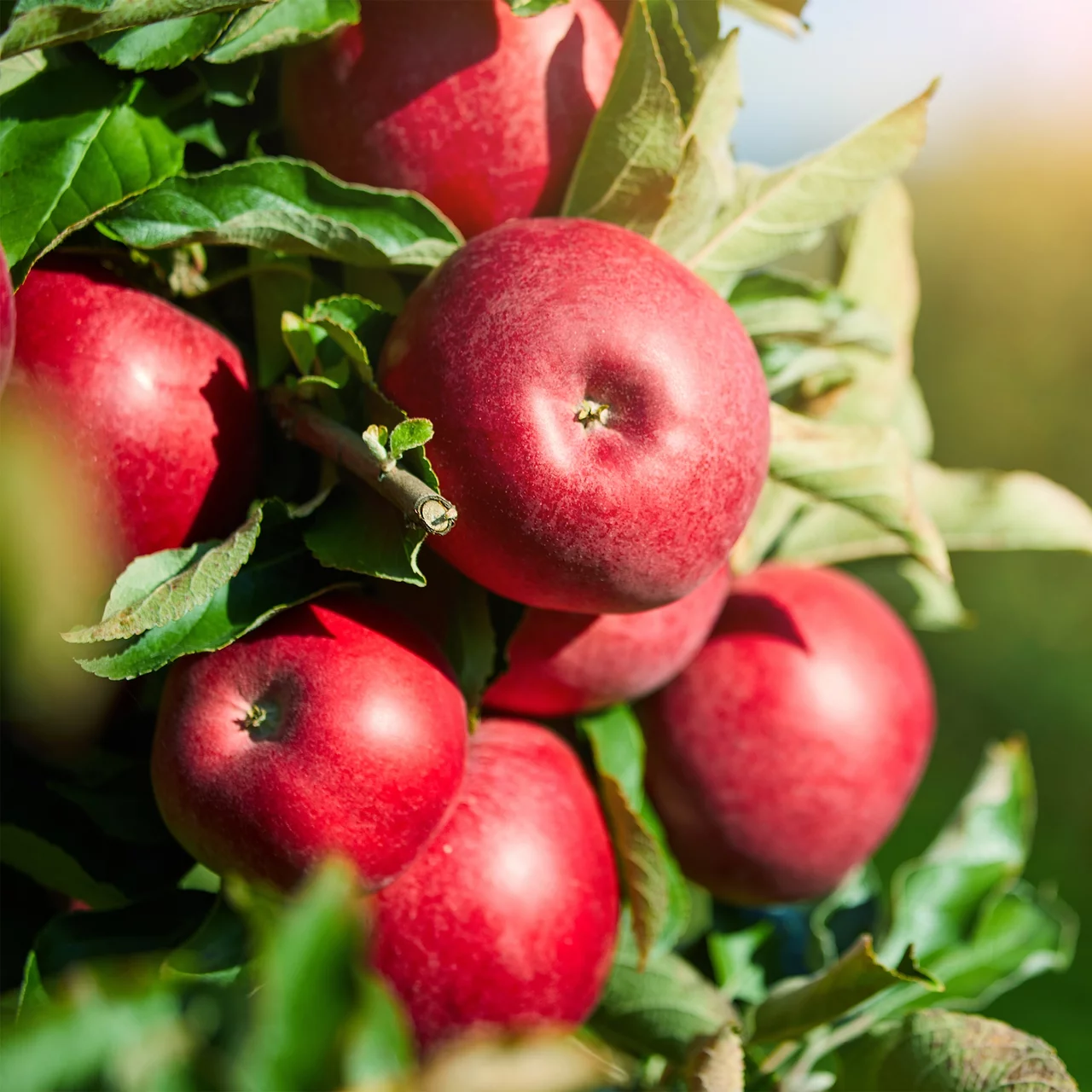 Produktbild zu «Apfelbaum Red Sensation» | © Bio Baumschule Geers GbR