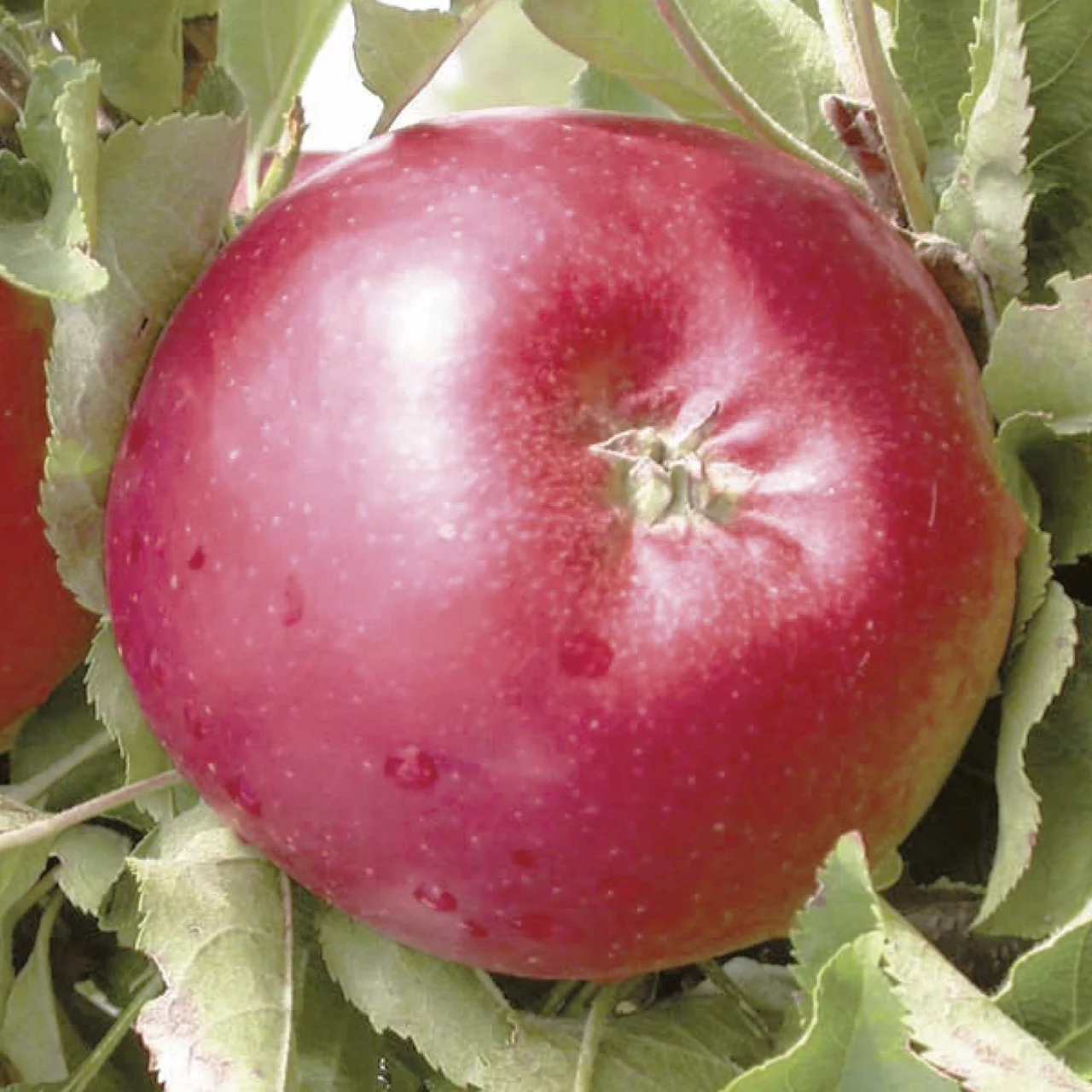 Image du produit pour «Pommier Red Spring» | © Glauser's Bio-Baumschule