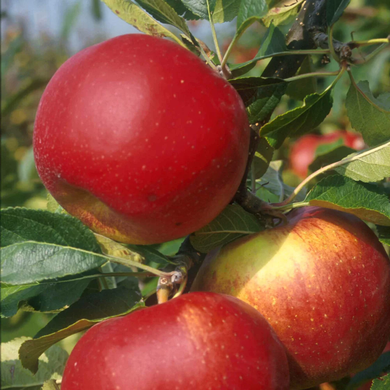 Image du produit pour «Pommier Santana» | © Glauser's Bio-Baumschule