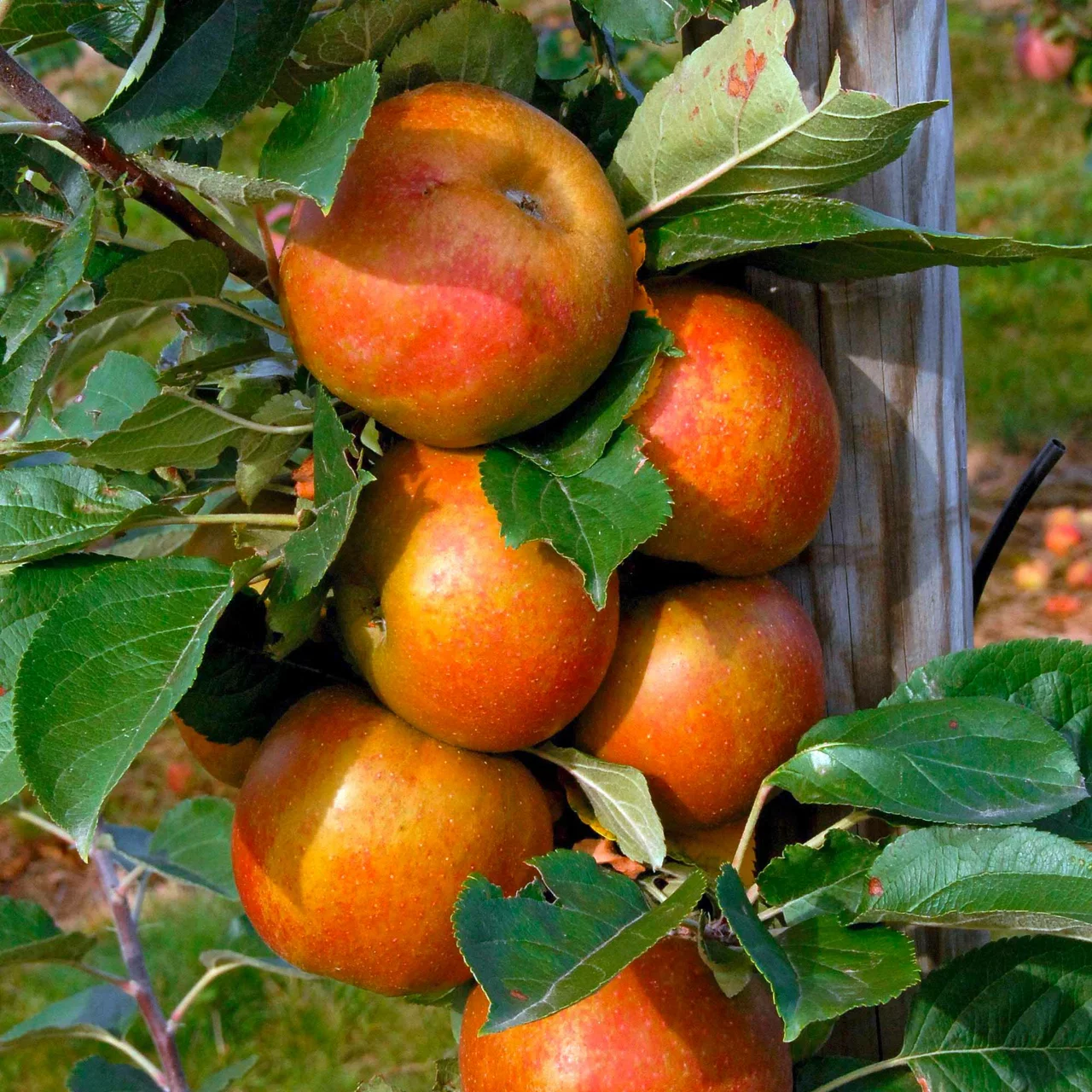 Image du produit pour «Pommier «Spurkoop»» | © Glauser's Bio-Baumschule