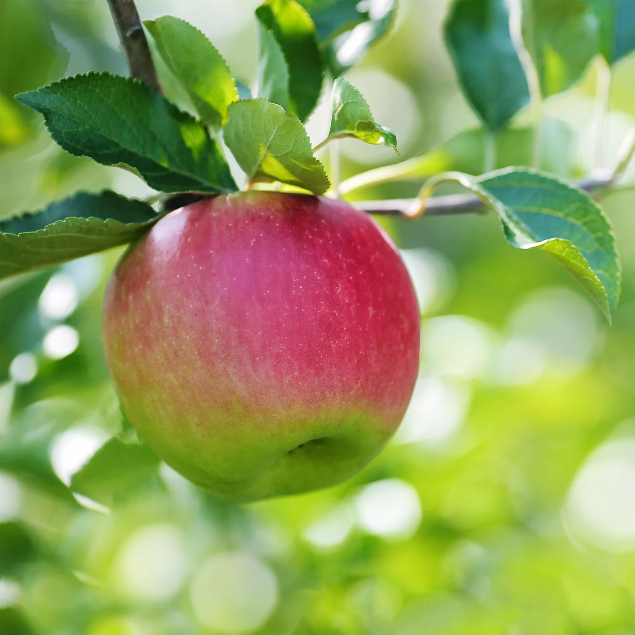 Produktbild zu «Apfelbaum Suncats®» | © Bio Baumschule Geers GbR