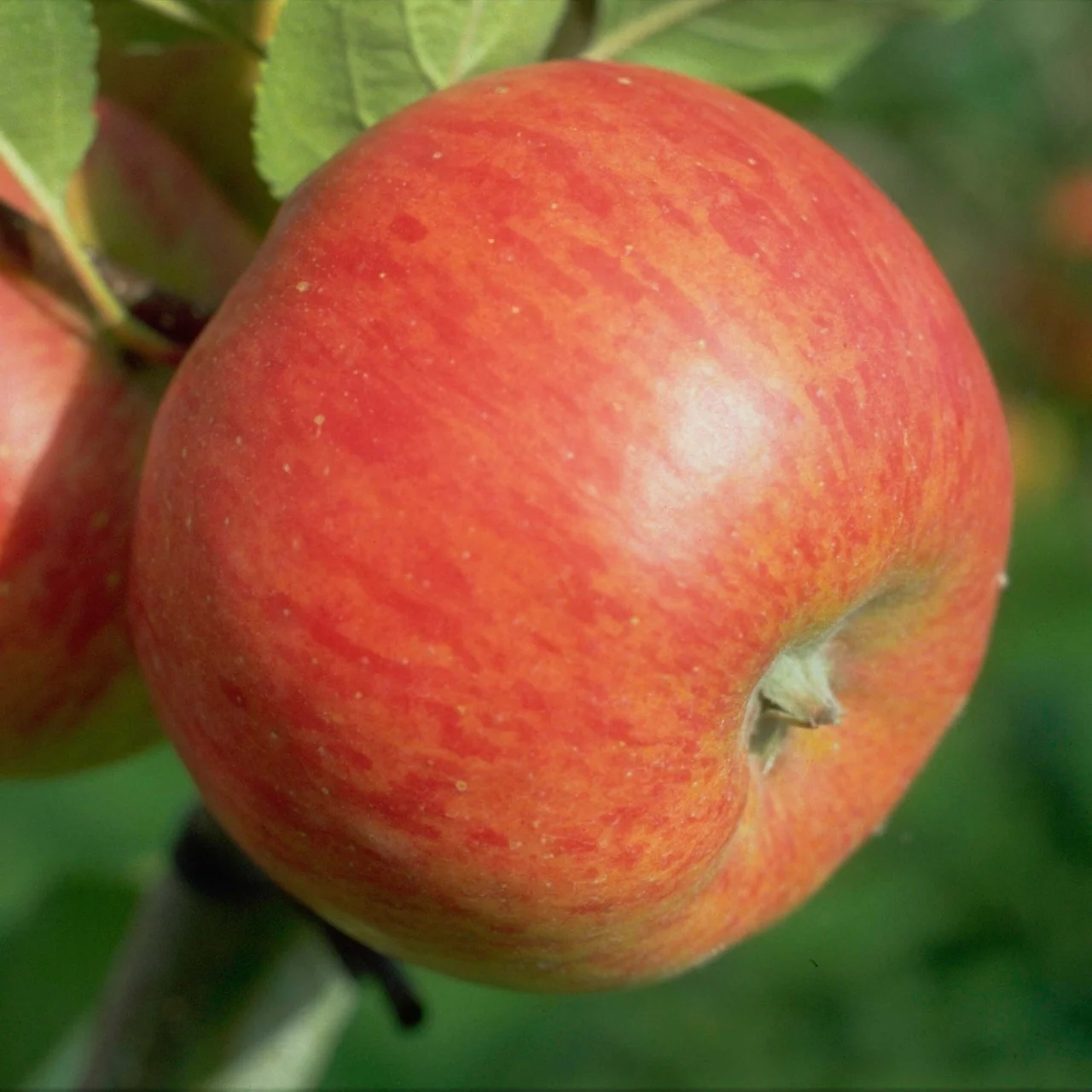 Image du produit pour «Pommier Topaz»