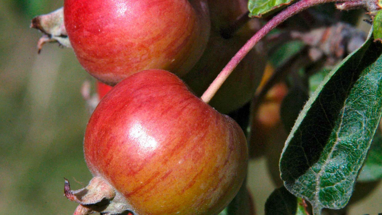 Image du produit pour «Pommier ornemental Evereste» | © Glauser's Bio-Baumschule