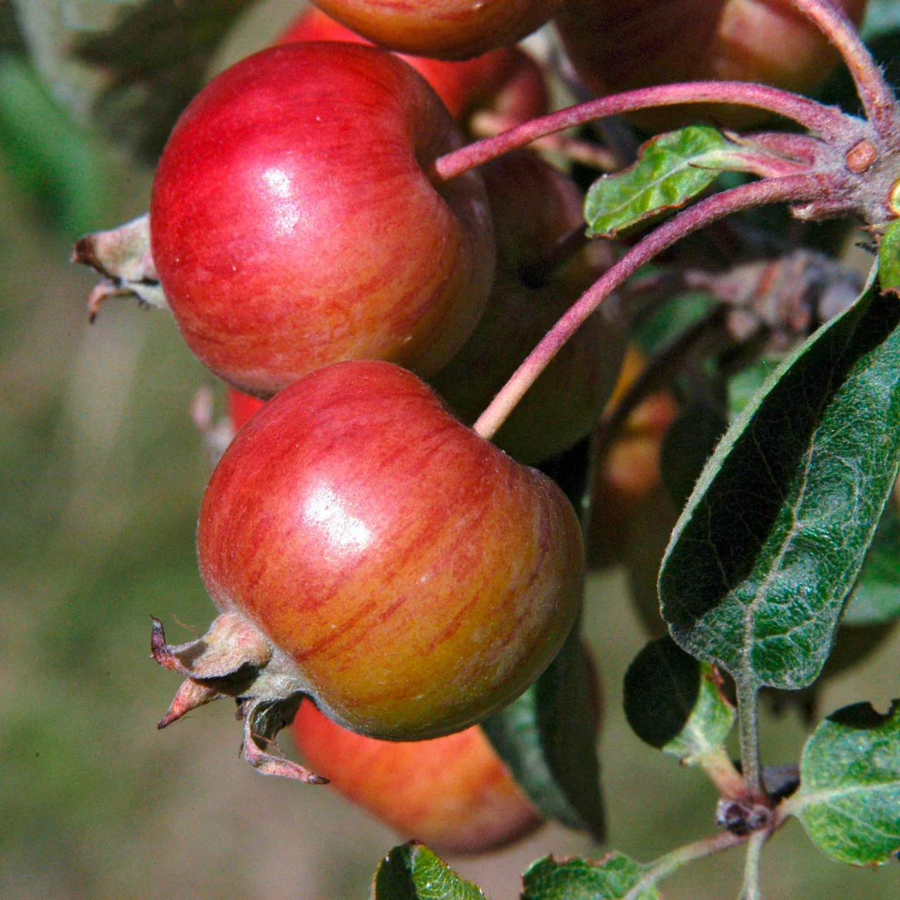 Produktbild zu «Zierapfelbaum Evereste» | © Glauser's Bio-Baumschule