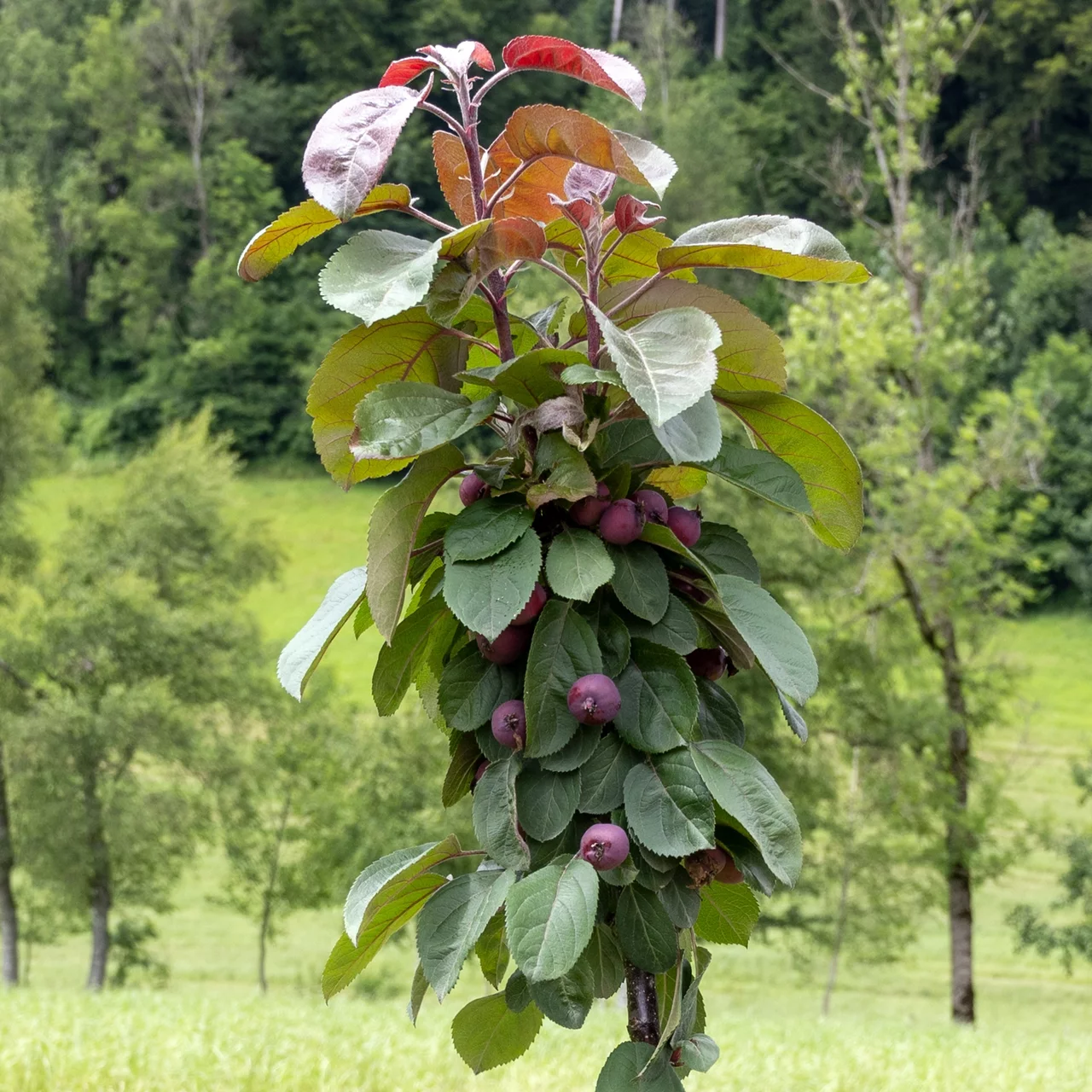 Produktbild zu «Zierapfelbaum Lilac» | © Glauser's Bio-Baumschule