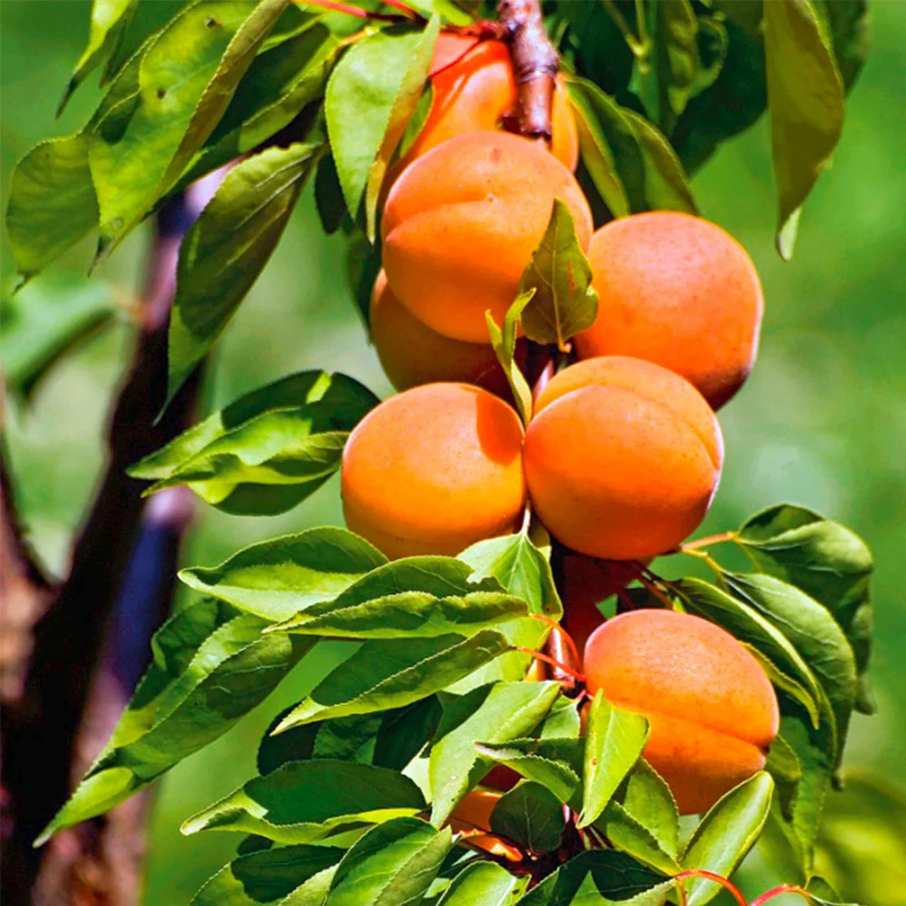 Produktbild zu «Aprikosenbaum Somo» | © Glauser's Bio-Baumschule