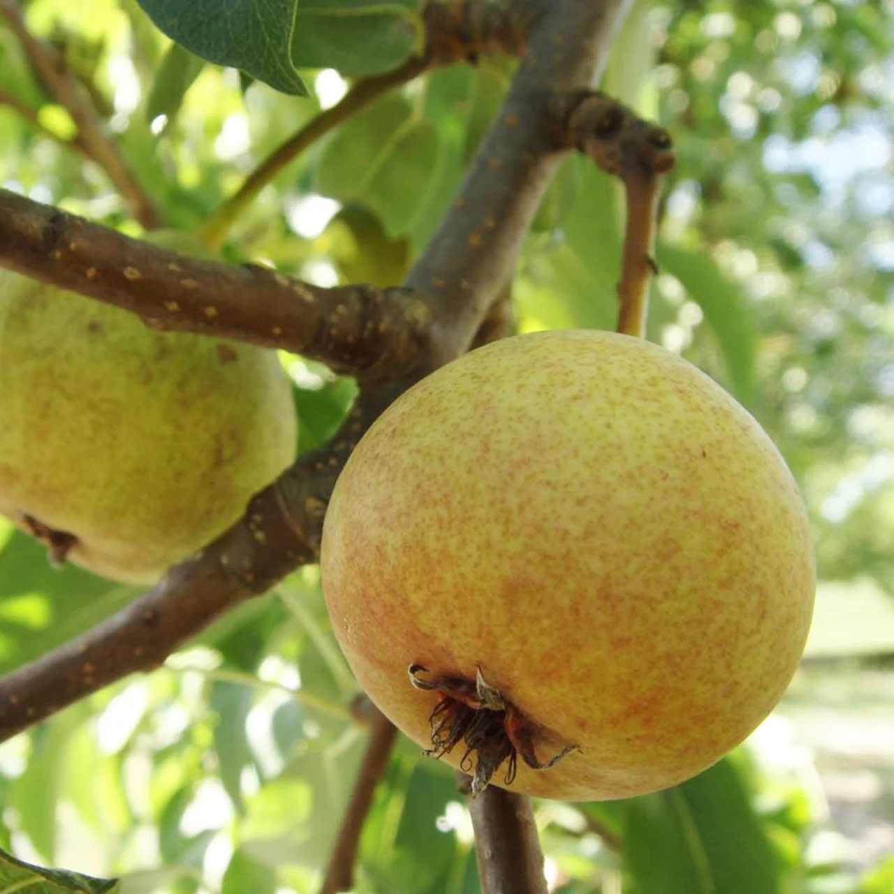 Produktbild zu «Birnenbaum 'Blutbirne' PSR»