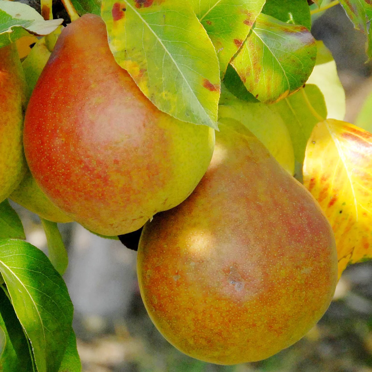 Produktbild zu «Birnenbaum Clapps Liebling» | © Bio Baumschule Geers GbR