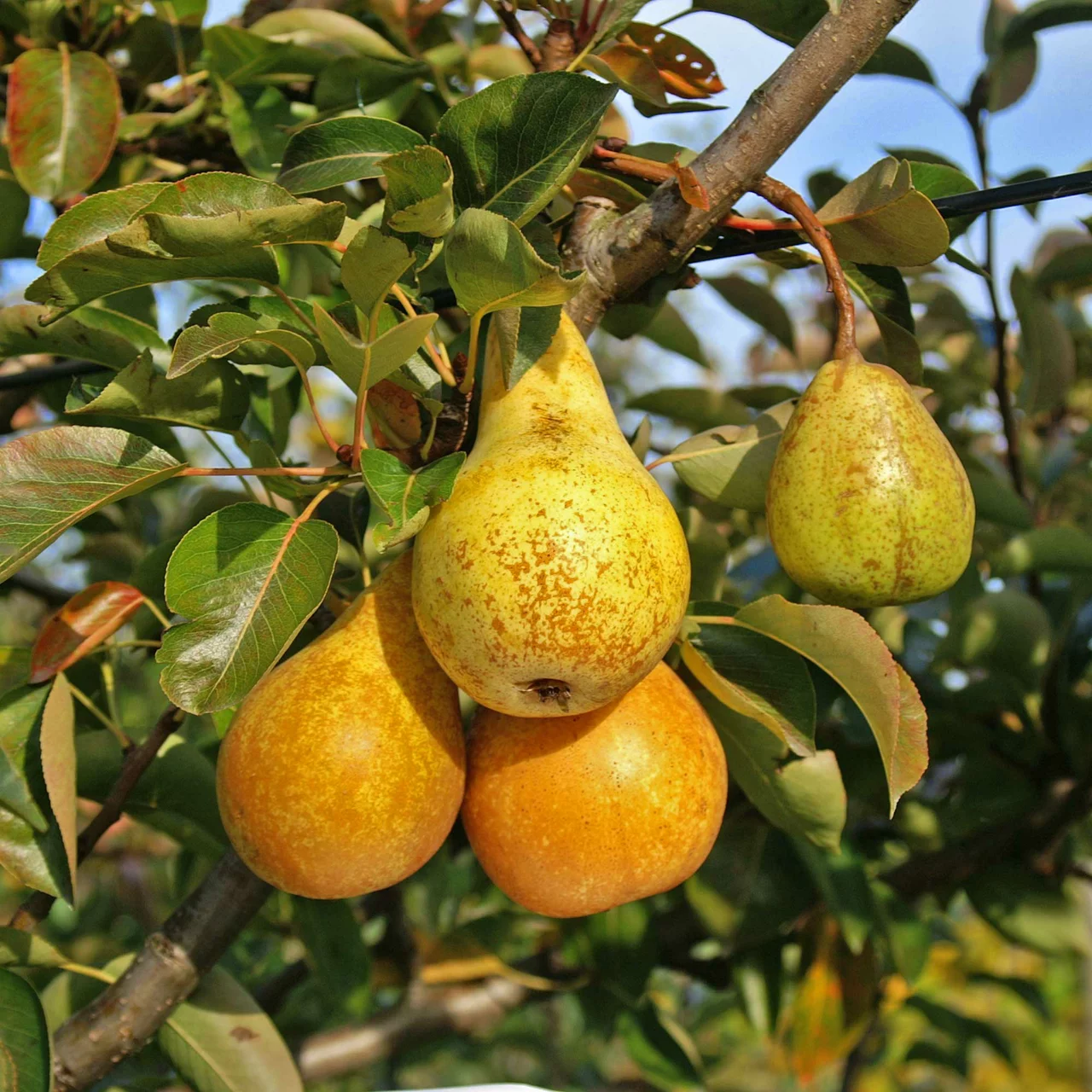 Produktbild zu «Birnenbaum Concorde» | © Glauser's Bio-Baumschule