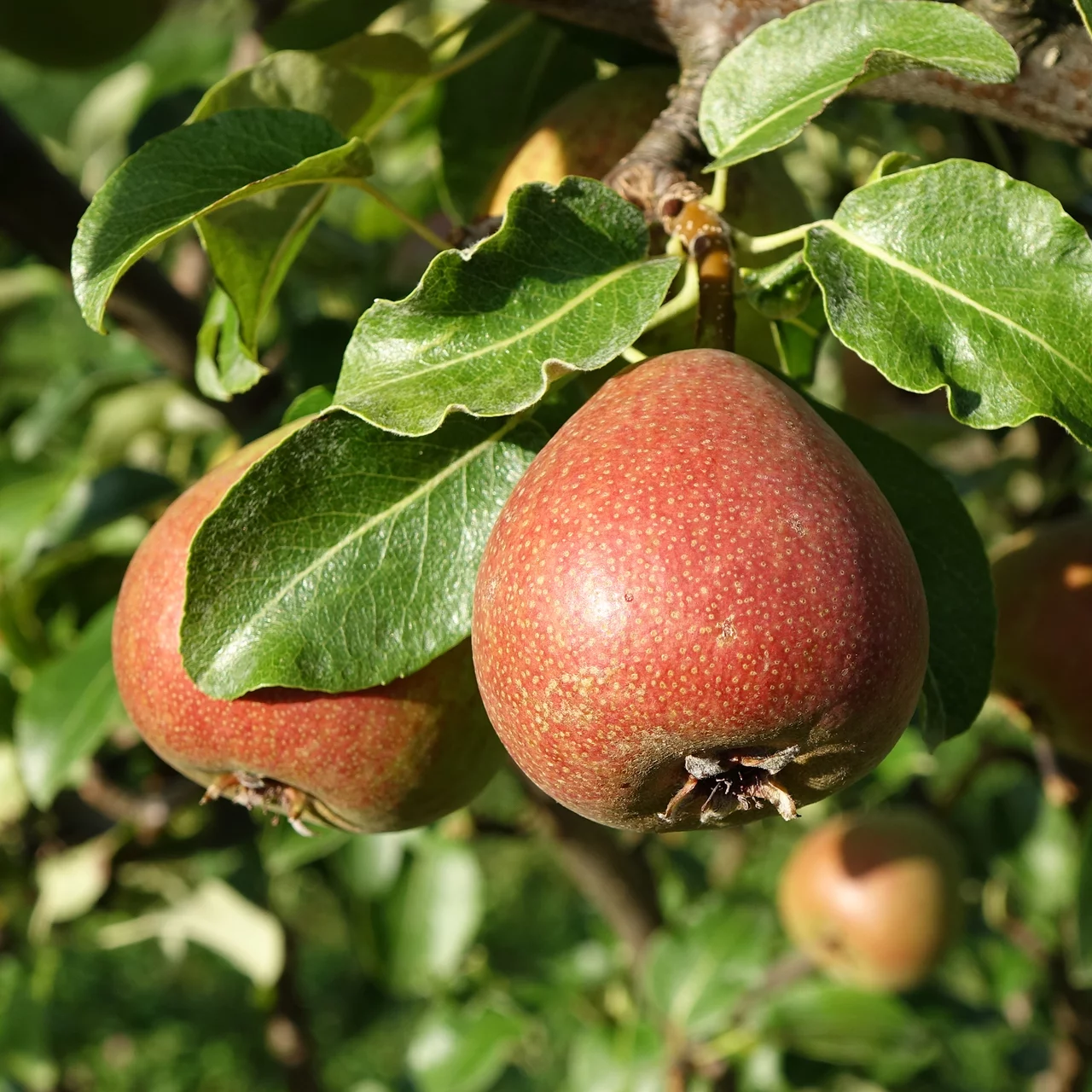 Birnenbaum ‘Toggenburger Schafenbirne’ | © Glauser's Bio-Baumschule