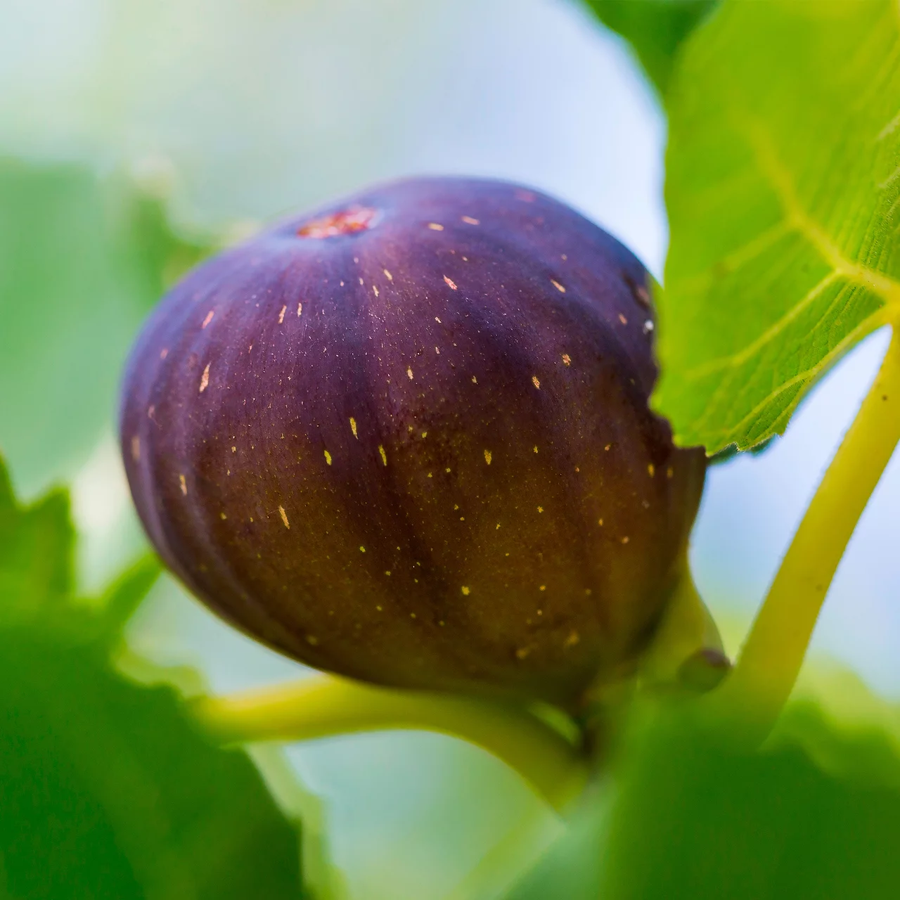 Produktbild zu «Feigenbaum Violette Dauphine» | © R. Rombach Pflanzenproduktion