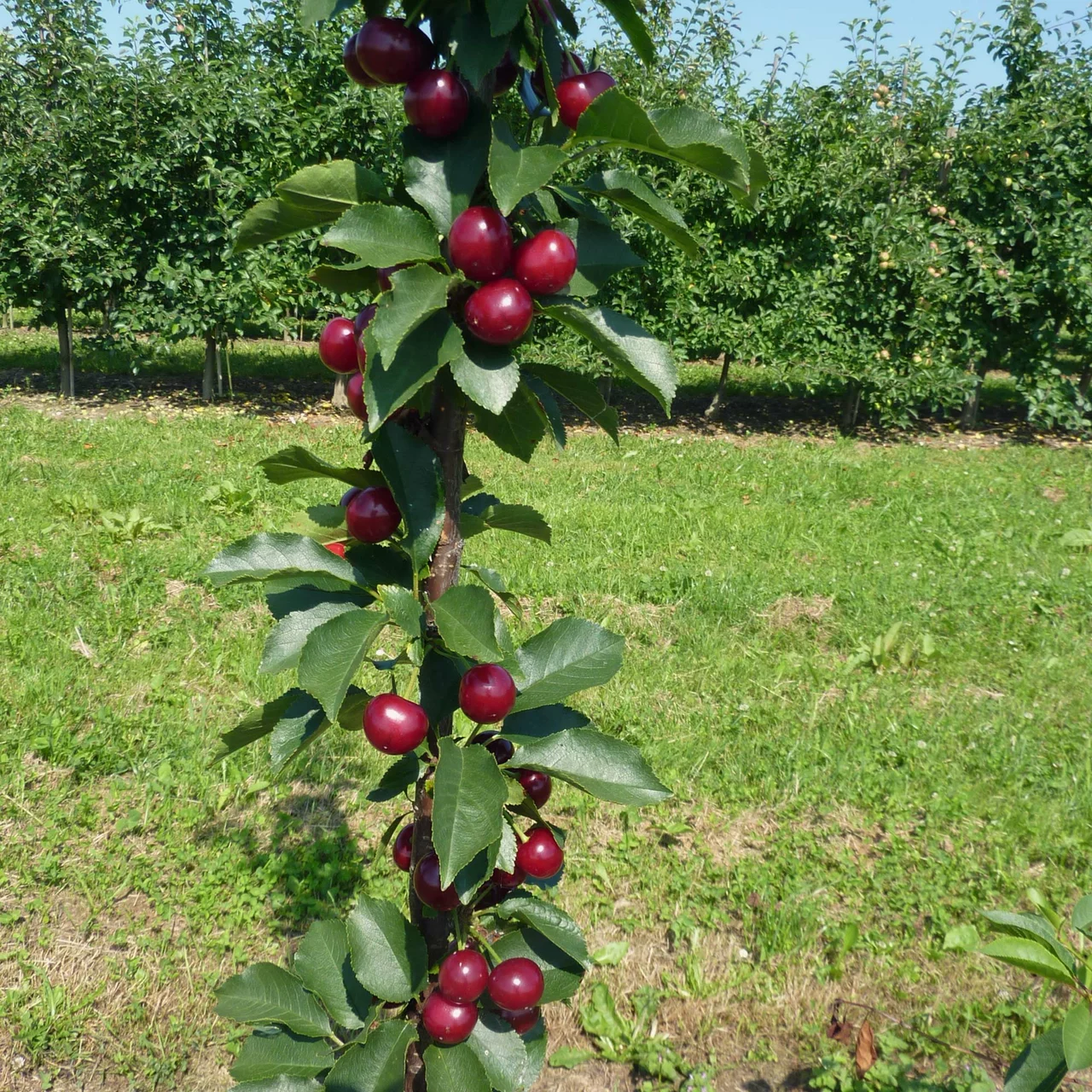 Produktbild zu «Kirschbaum Jachim» | © R. Rombach Pflanzenproduktion