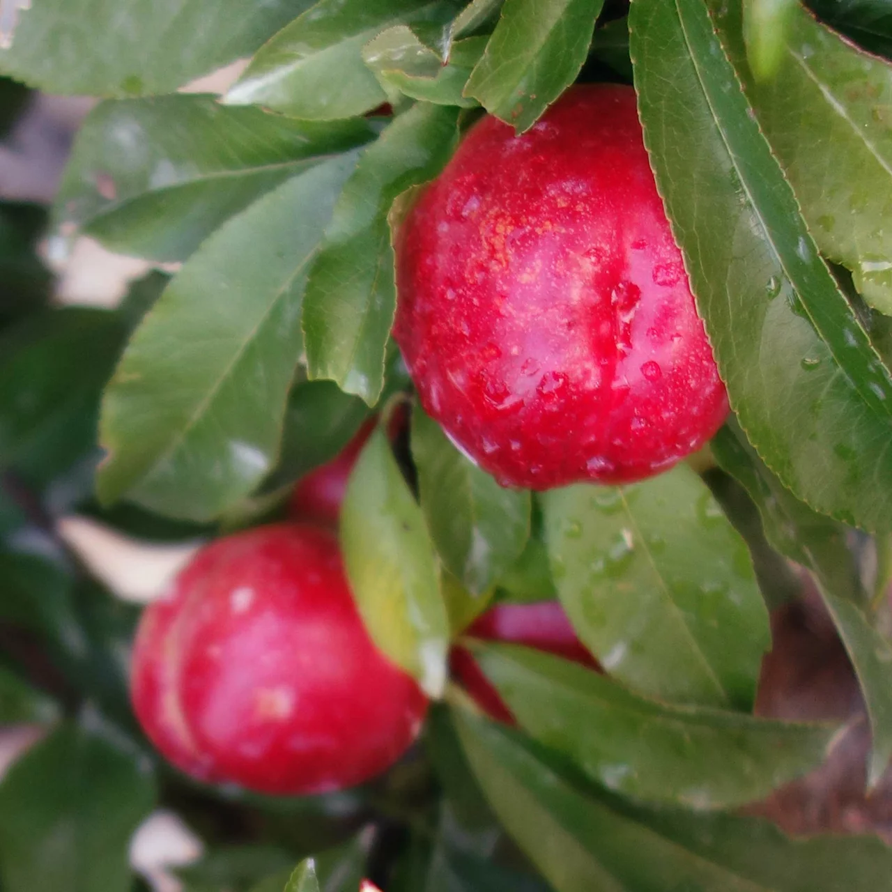 Produktbild zu «Nektarinenbaum Alice Col» | © Bio Baumschule Geers GbR