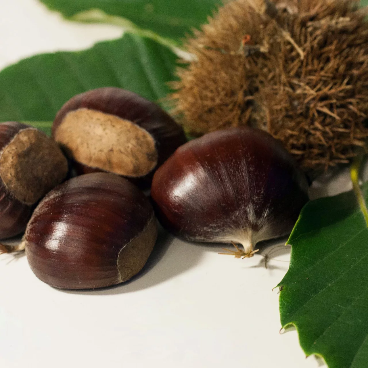 Produktbild zu «Edelkastanie Ecker 1» | © R. Rombach Pflanzenproduktion
