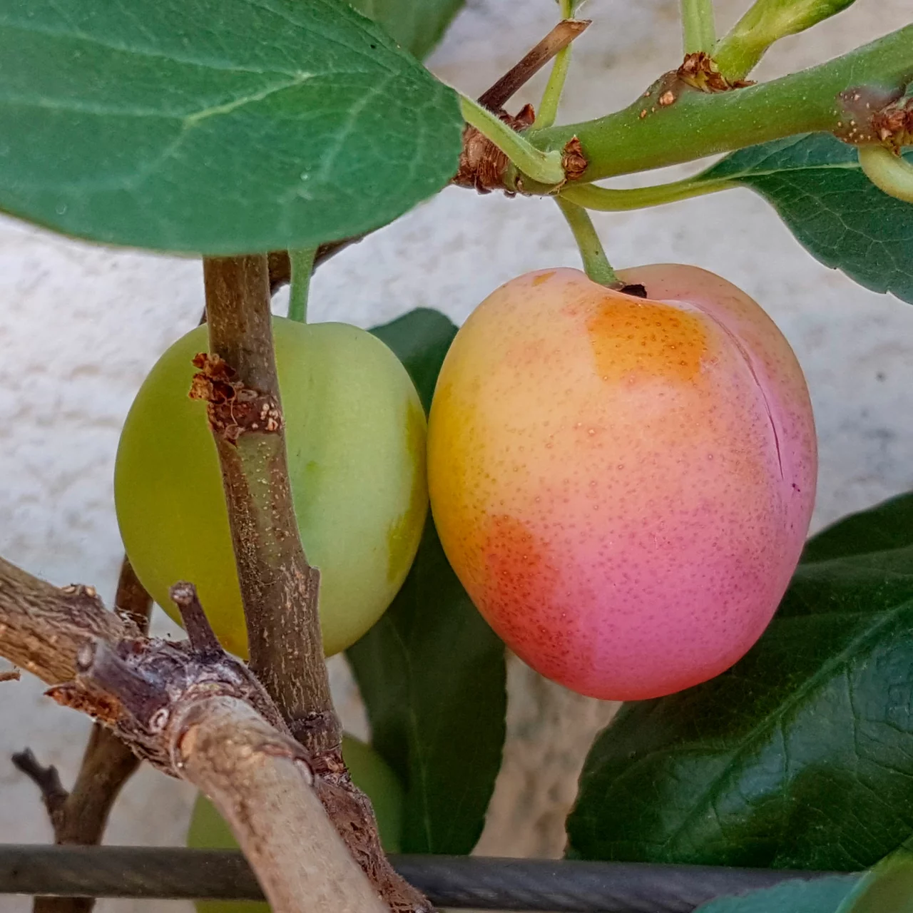 Produktbild zu «Aprikosen-Mirabelle 'Aprimira'» | © Glauser's Bio-Baumschule