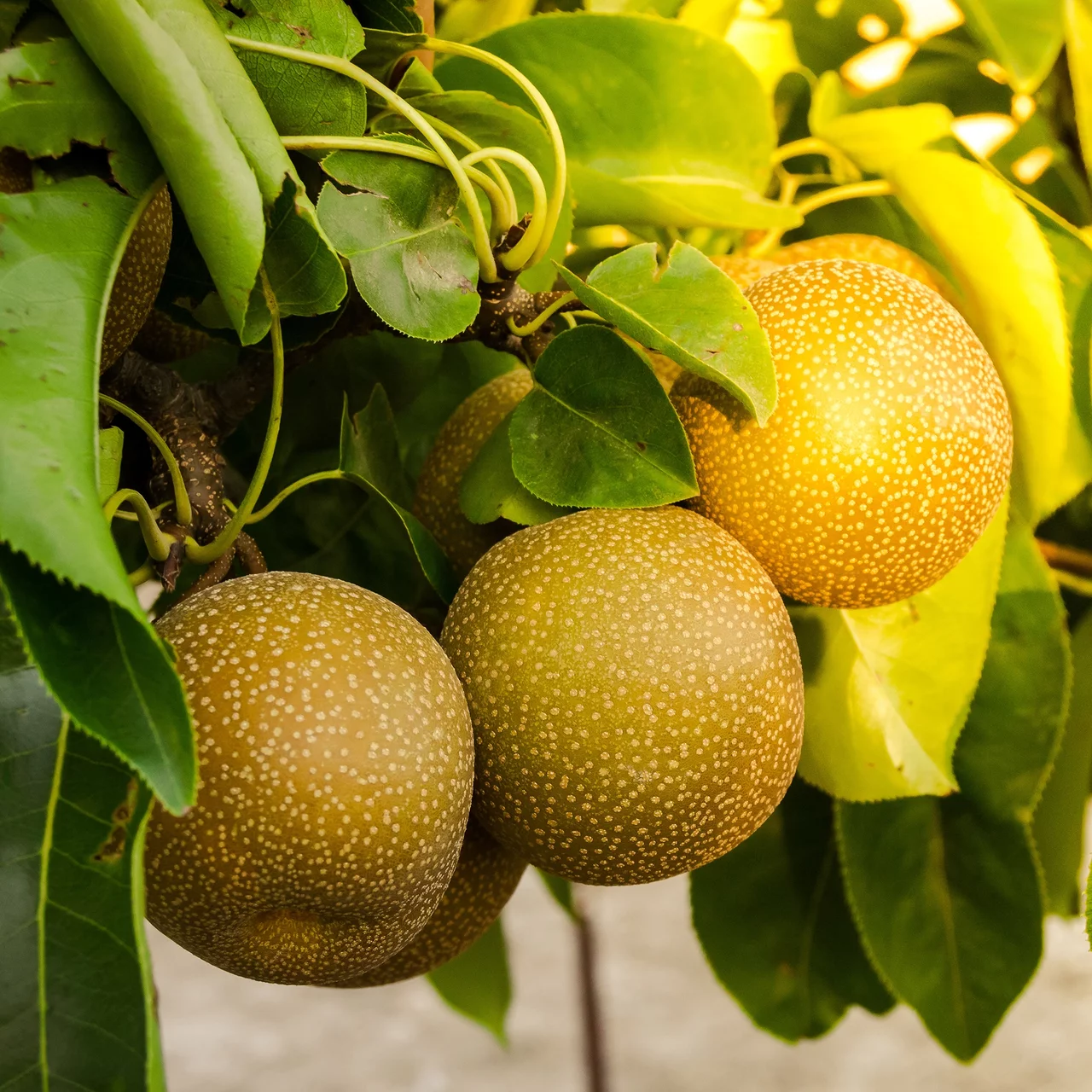Produktbild zu «Asienbirnenbaum / Nashi Hosui» | © R. Rombach Pflanzenproduktion