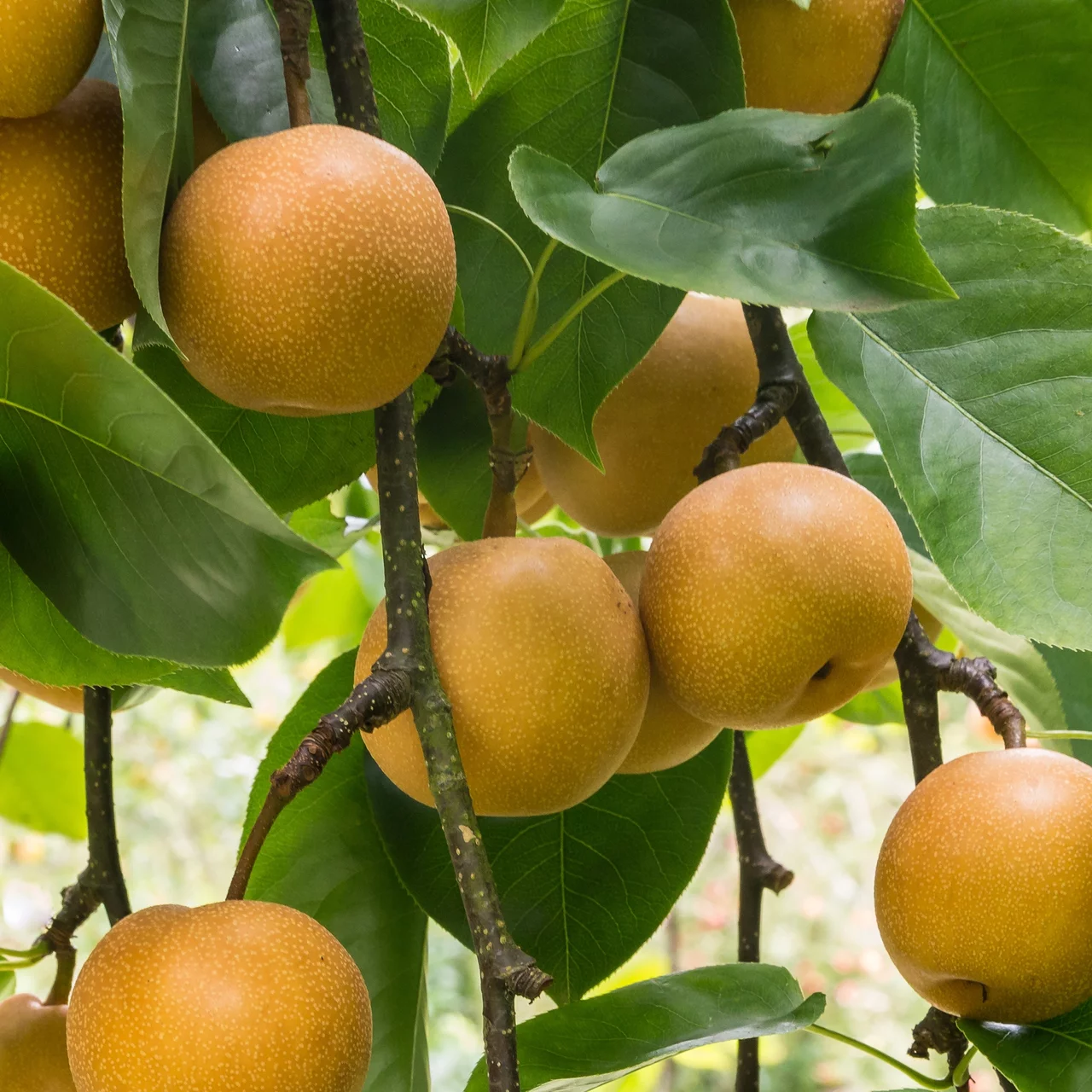 Produktbild zu «Asienbirnenbaum / Nashi Nijisseiki» | © R. Rombach Pflanzenproduktion