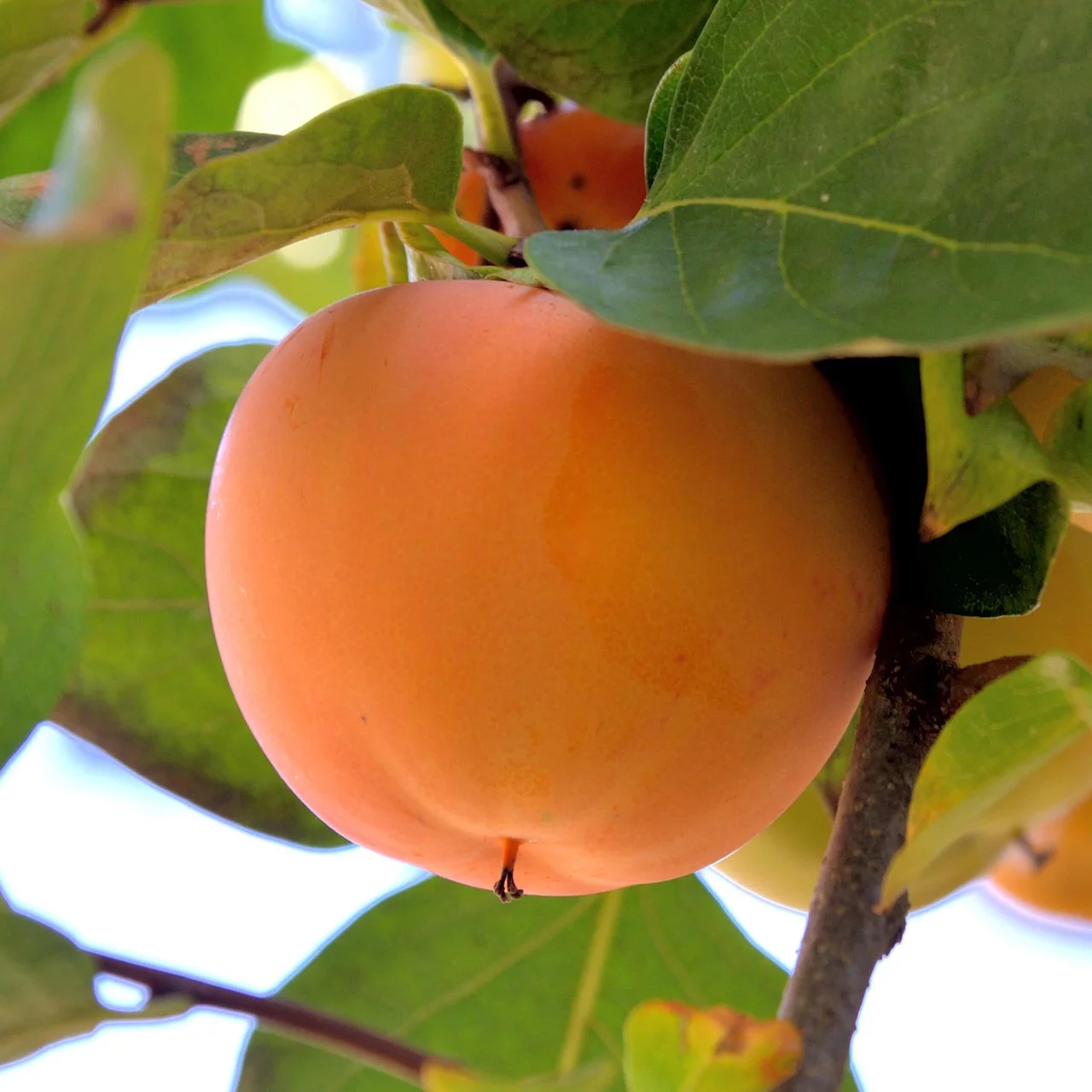 Produktbild zu «Kakibaum Rojo Brillante» | © Bio Baumschule Geers GbR