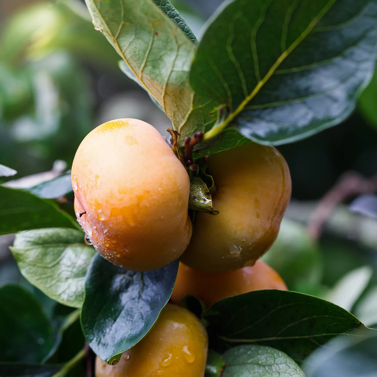 Produktbild zu «Lotuspflaumenbaum» | © Bio Baumschule Geers GbR