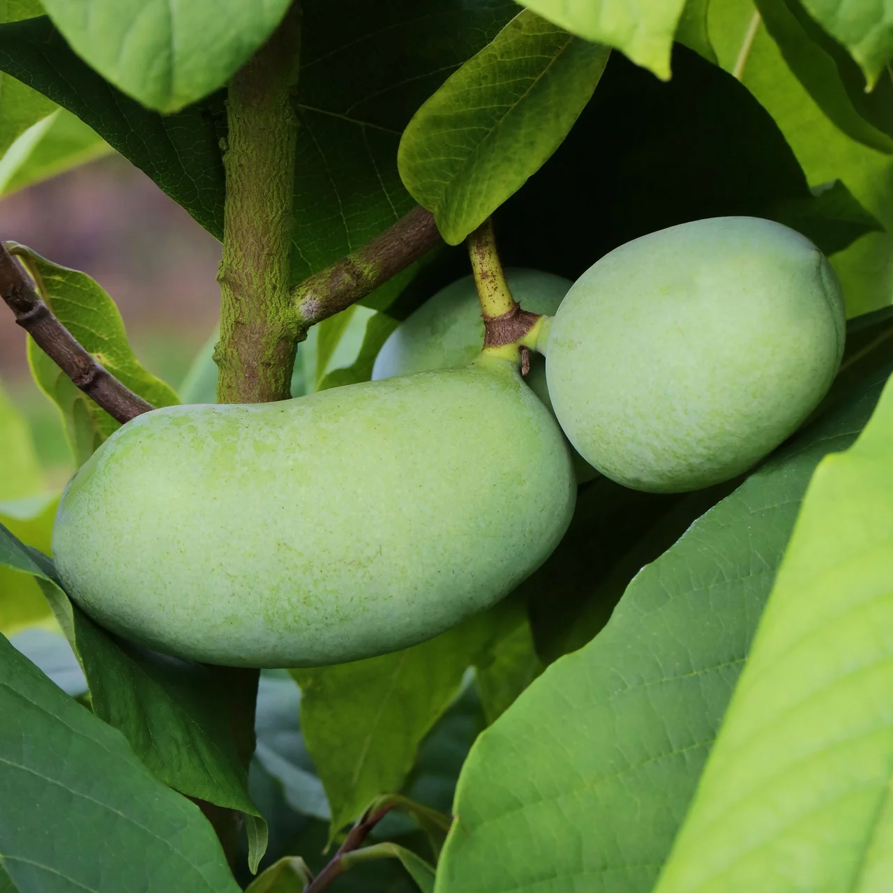 Produktbild zu «Pawpaw Sunflower» | © R. Rombach Pflanzenproduktion