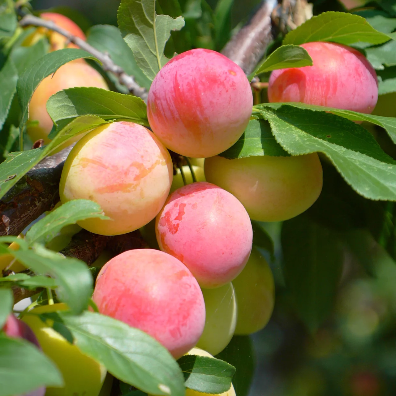 Produktbild zu «Mirabellenbaum ‘Berudge’ (‘Zuckerpflaume’)» | © Glauser's Bio-Baumschule