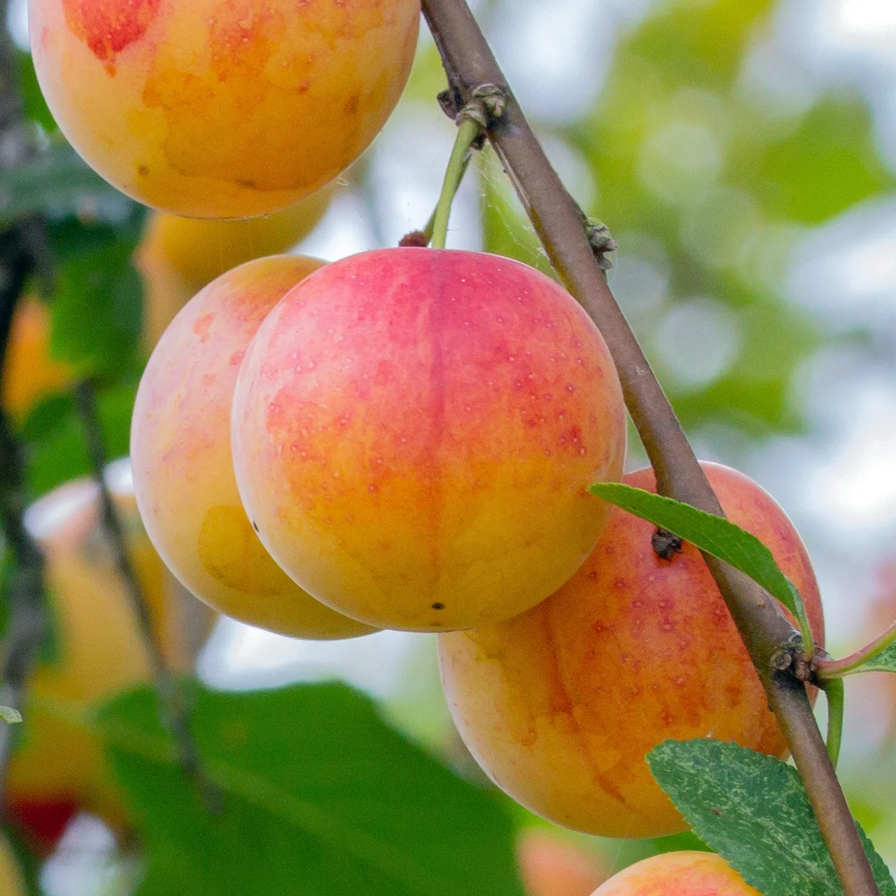 Produktbild zu «Pflaumenbaum Early Laxton PSR» | © Glauser's Bio-Baumschule