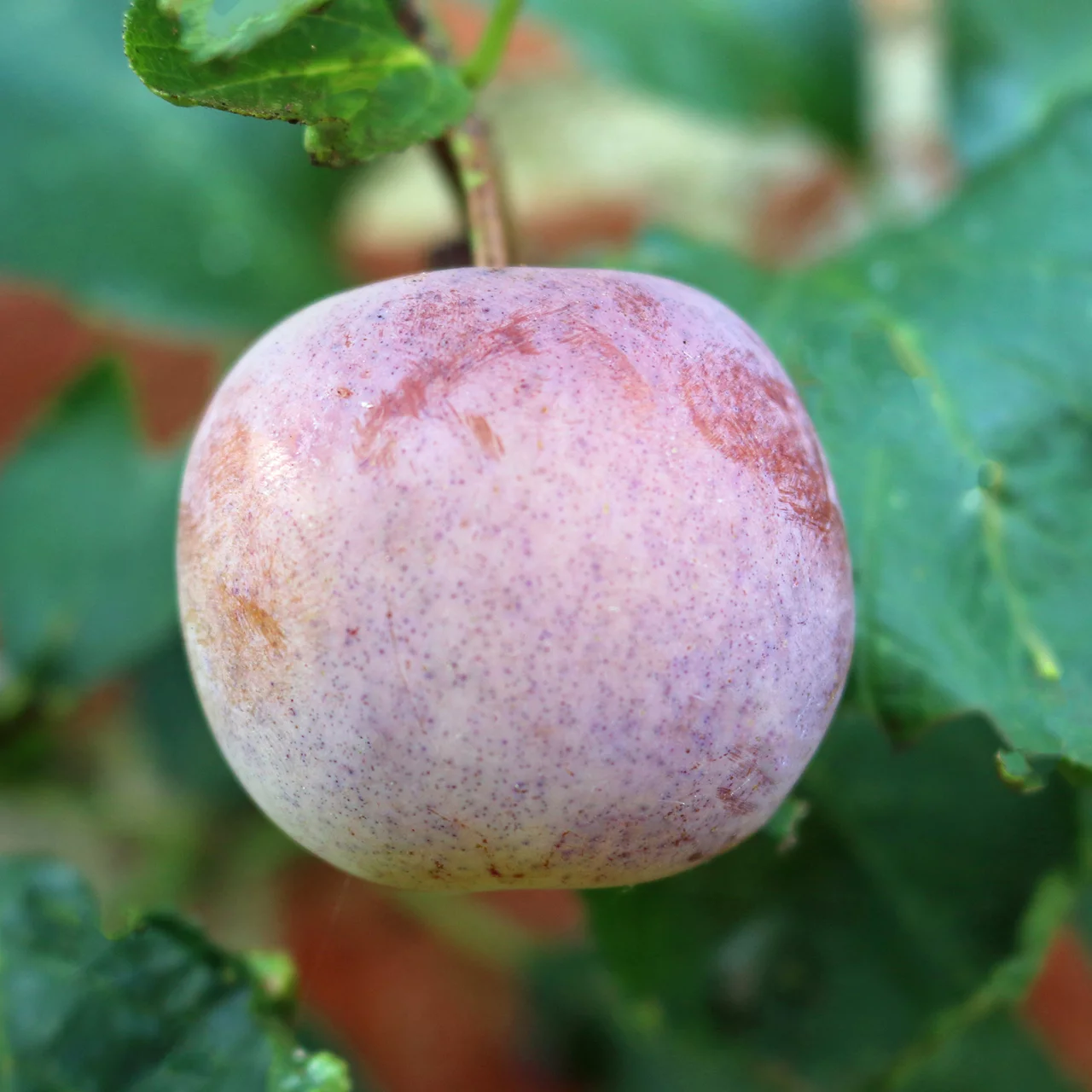 Image du produit pour «Prunier Reine-Claude d'Althan»