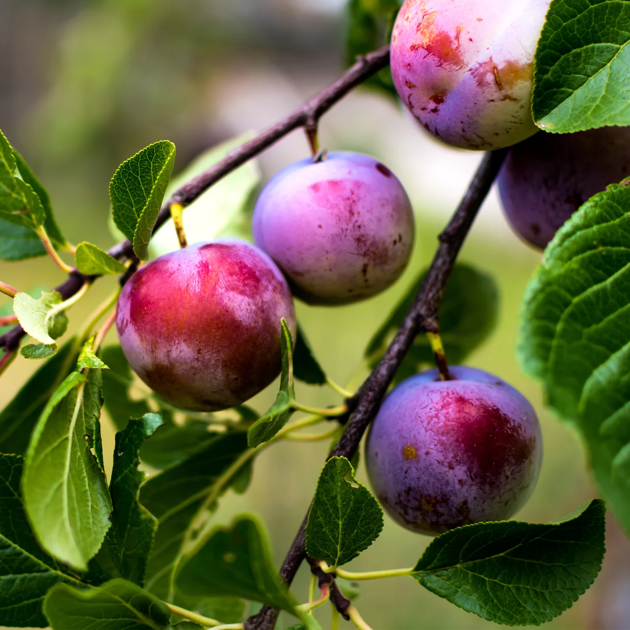 Produktbild zu «Pflaumenbaum Königin Viktoria PSR»