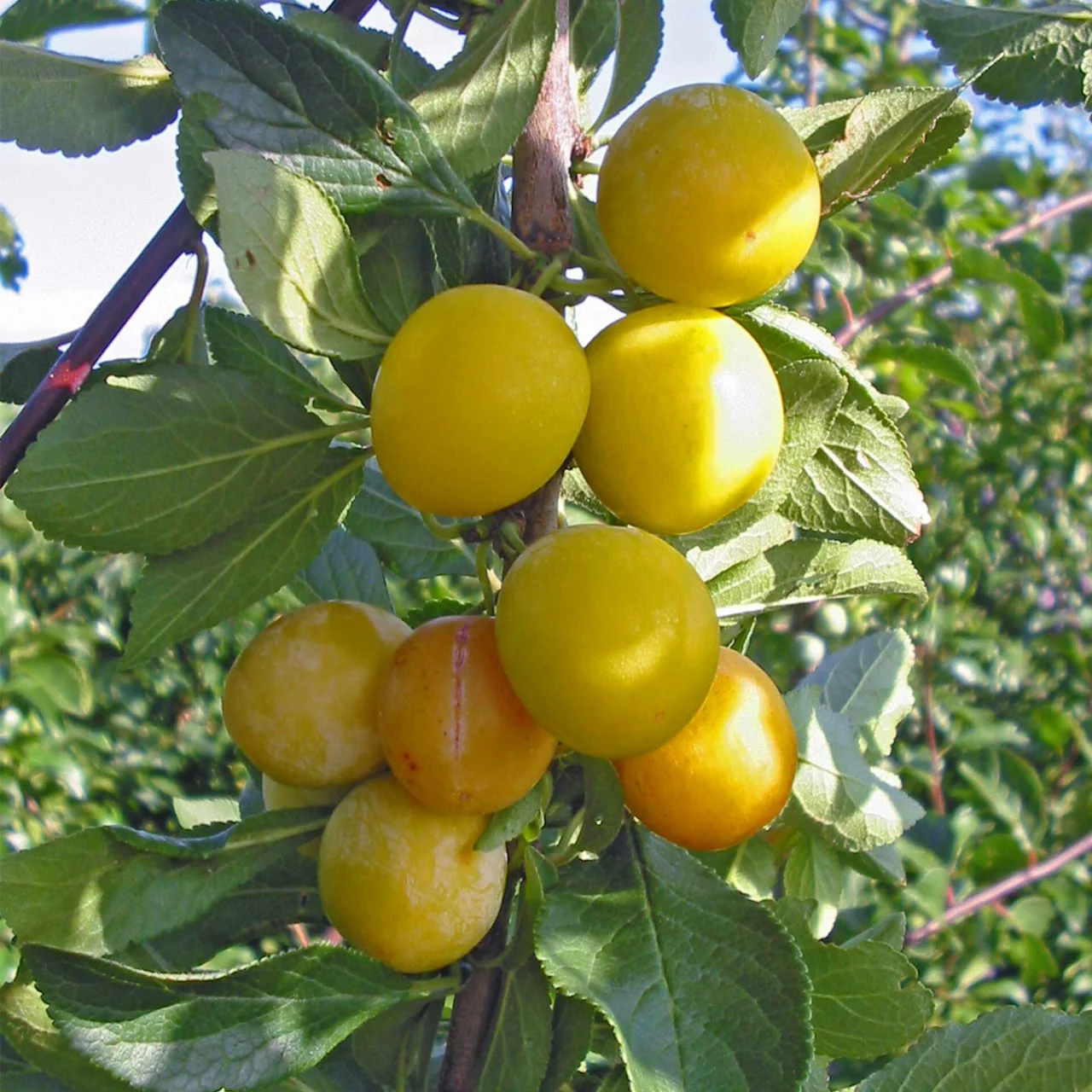 Image du produit pour «Prunier Mirabelle de Nancy»