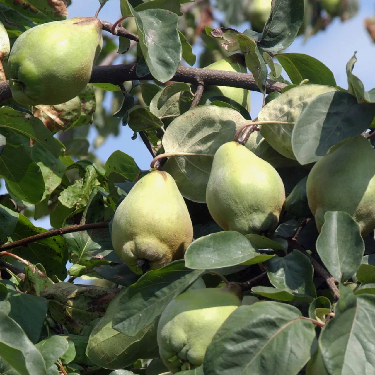 Image du produit pour «Cognassier Bereczki – Poire de Cydonie» | © Bio Baumschule Geers GbR