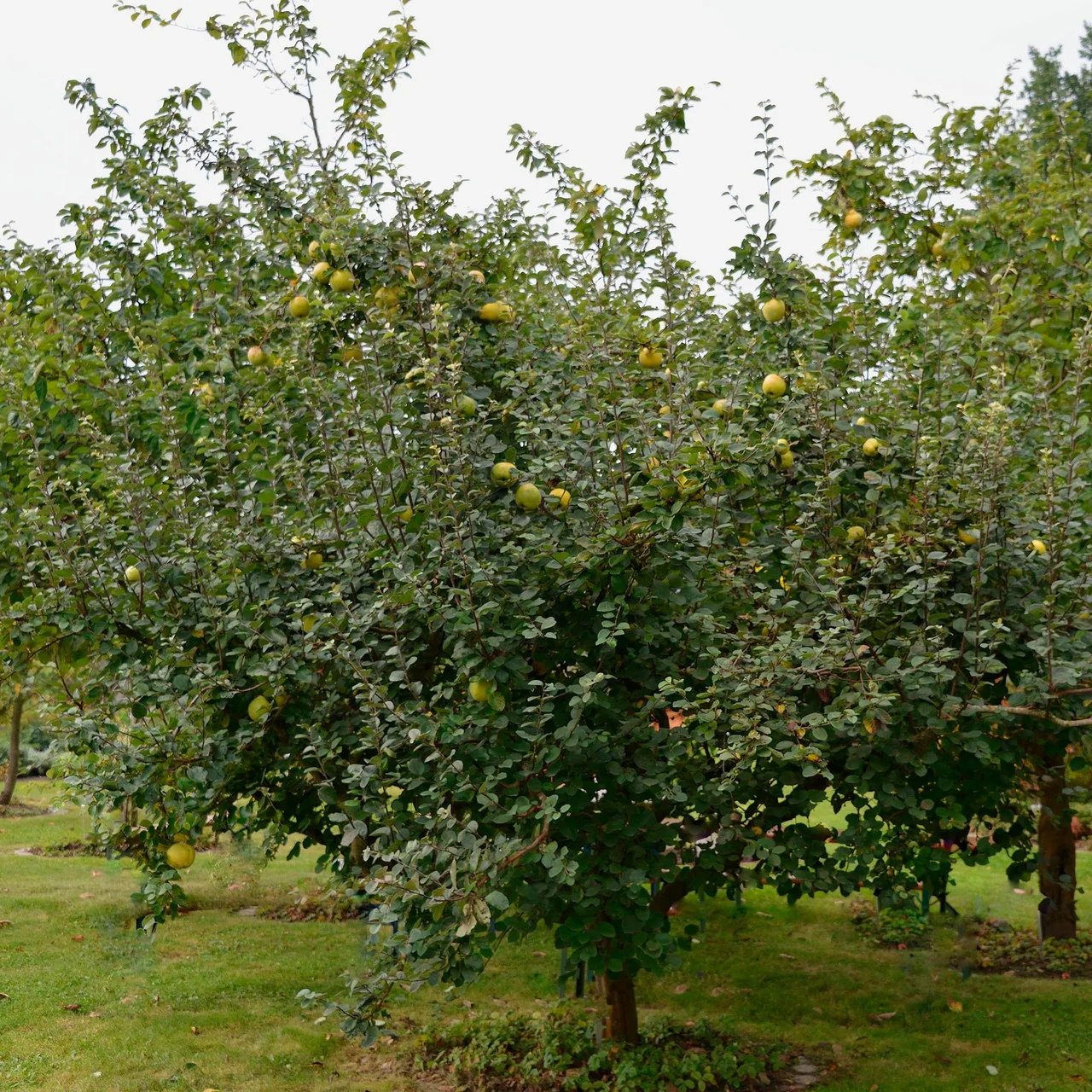 Image du produit pour «Cognassier 'Cydora Robusta'» | © Glauser's Bio-Baumschule