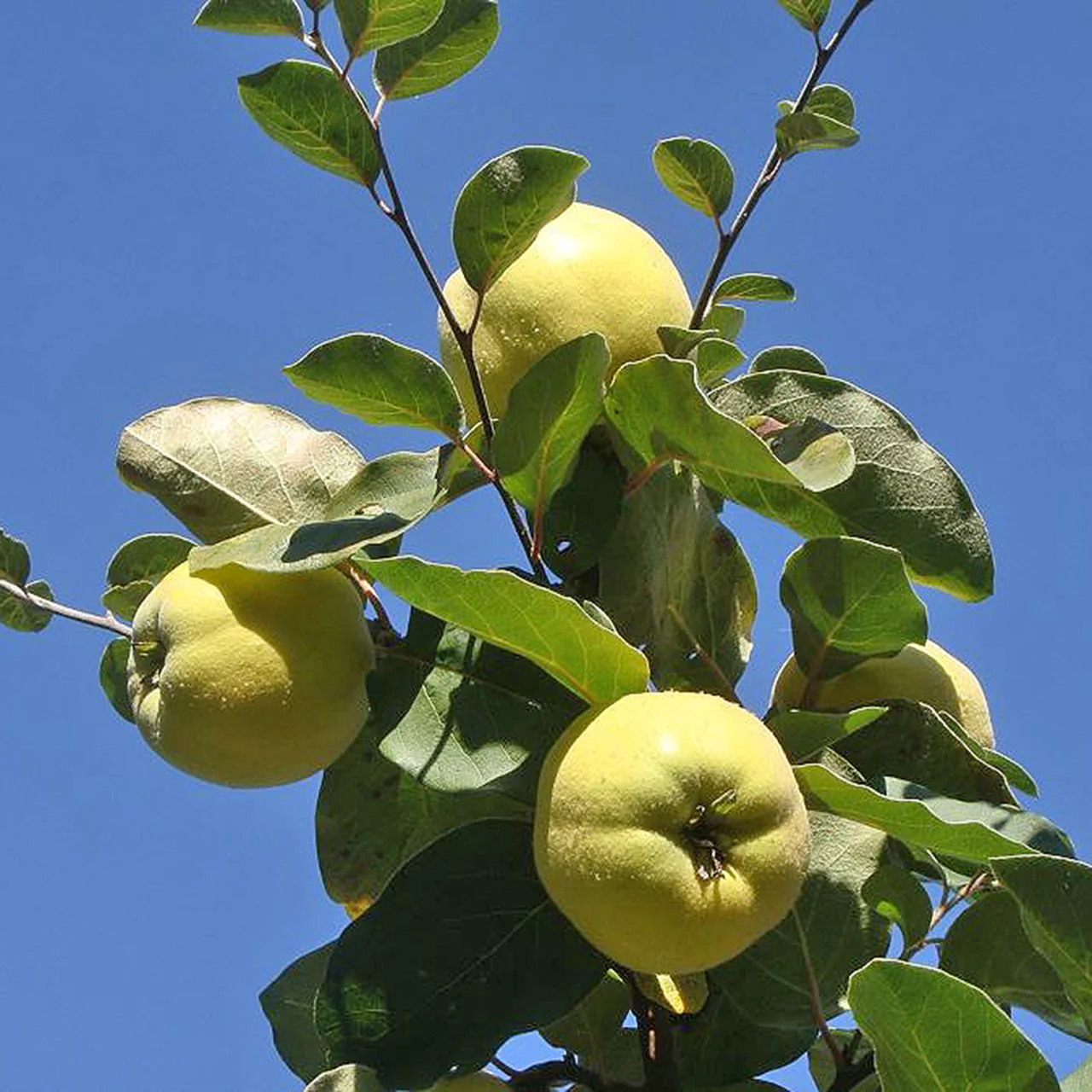 Produktbild zu «Quittenbaum 'Portugiesische Birnenquitte' PSR»