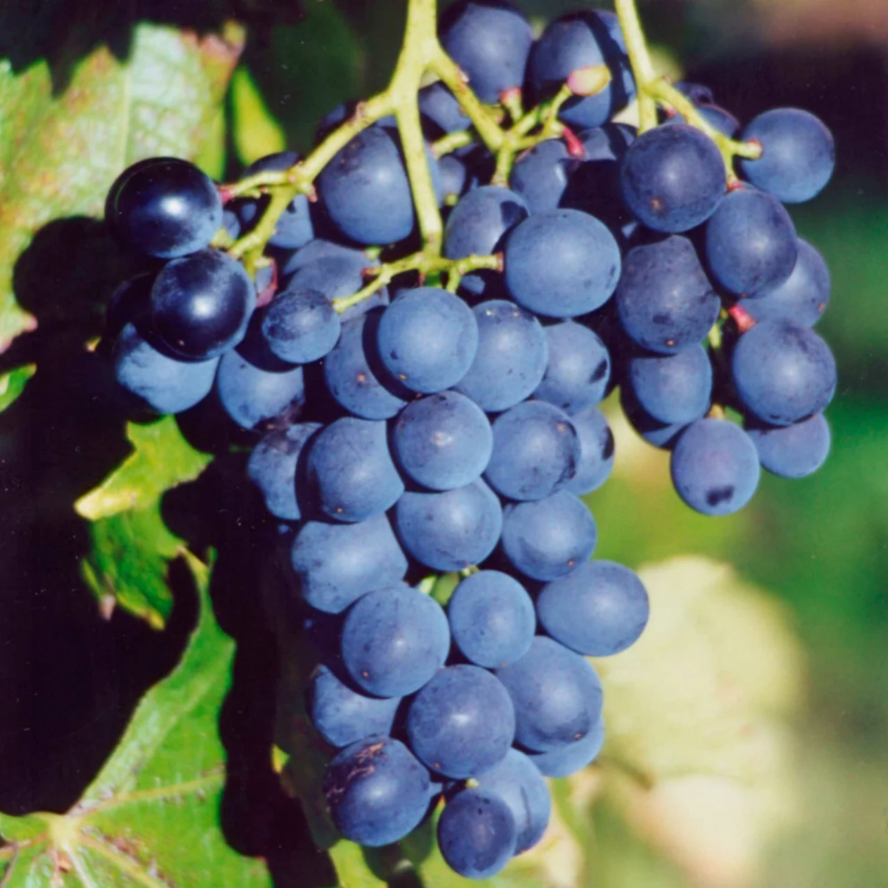 Produktbild zu «Rebe Muscat Bleu» | © Glauser's Bio-Baumschule