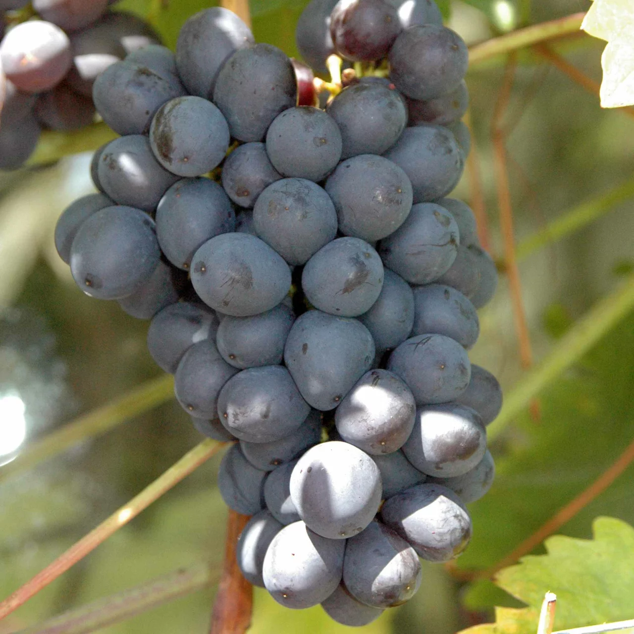 Produktbild zu «Rebe Nero» | © Bio Baumschule Geers GbR