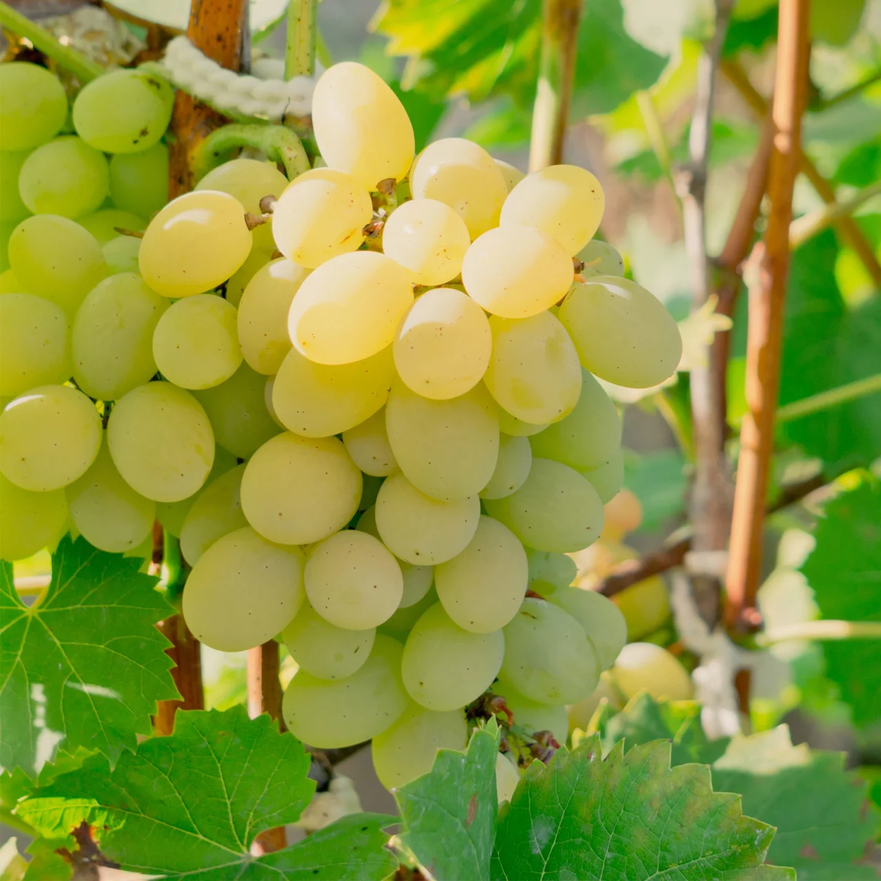 Produktbild zu «Rebe Polo Muskat» | © Bio Baumschule Geers GbR