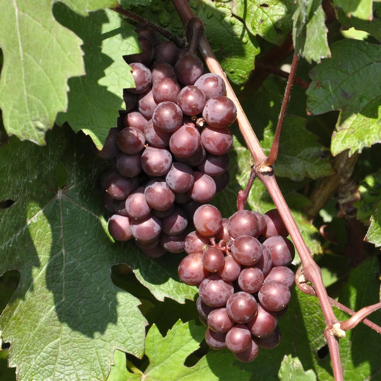 Produktbild zu «Rebe Regent» | © Bio Baumschule Geers GbR