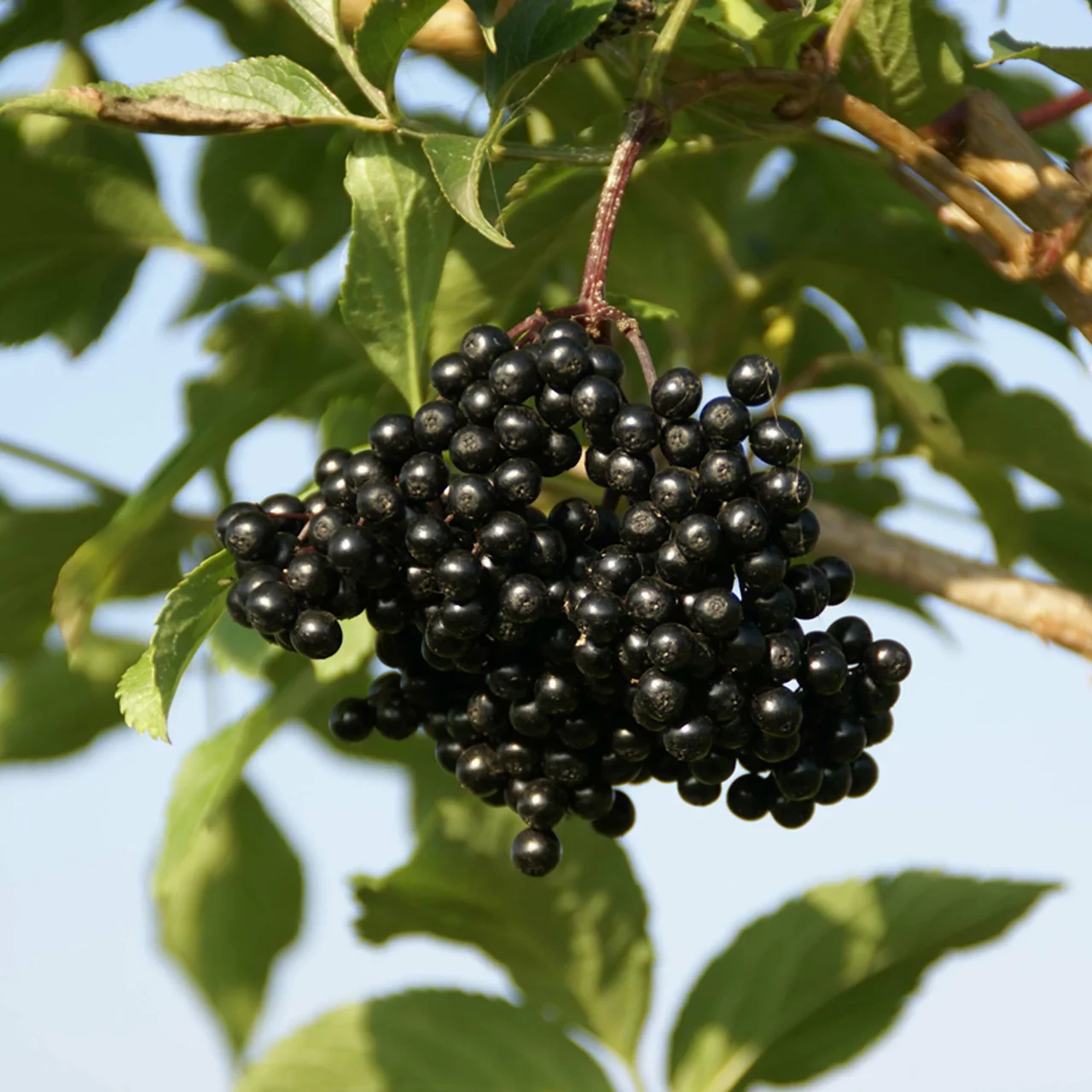 Image du produit pour «Sureau noir» | © R. Rombach Pflanzenproduktion