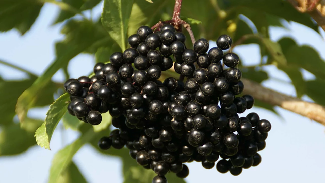Image du produit pour «Sureau noir»