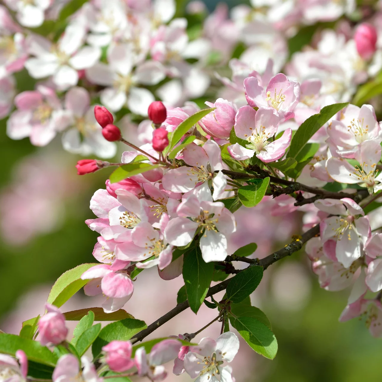 Produktbild zu «Vielblütiger Zierapfel Floribunda» | © Glauser's Bio-Baumschule