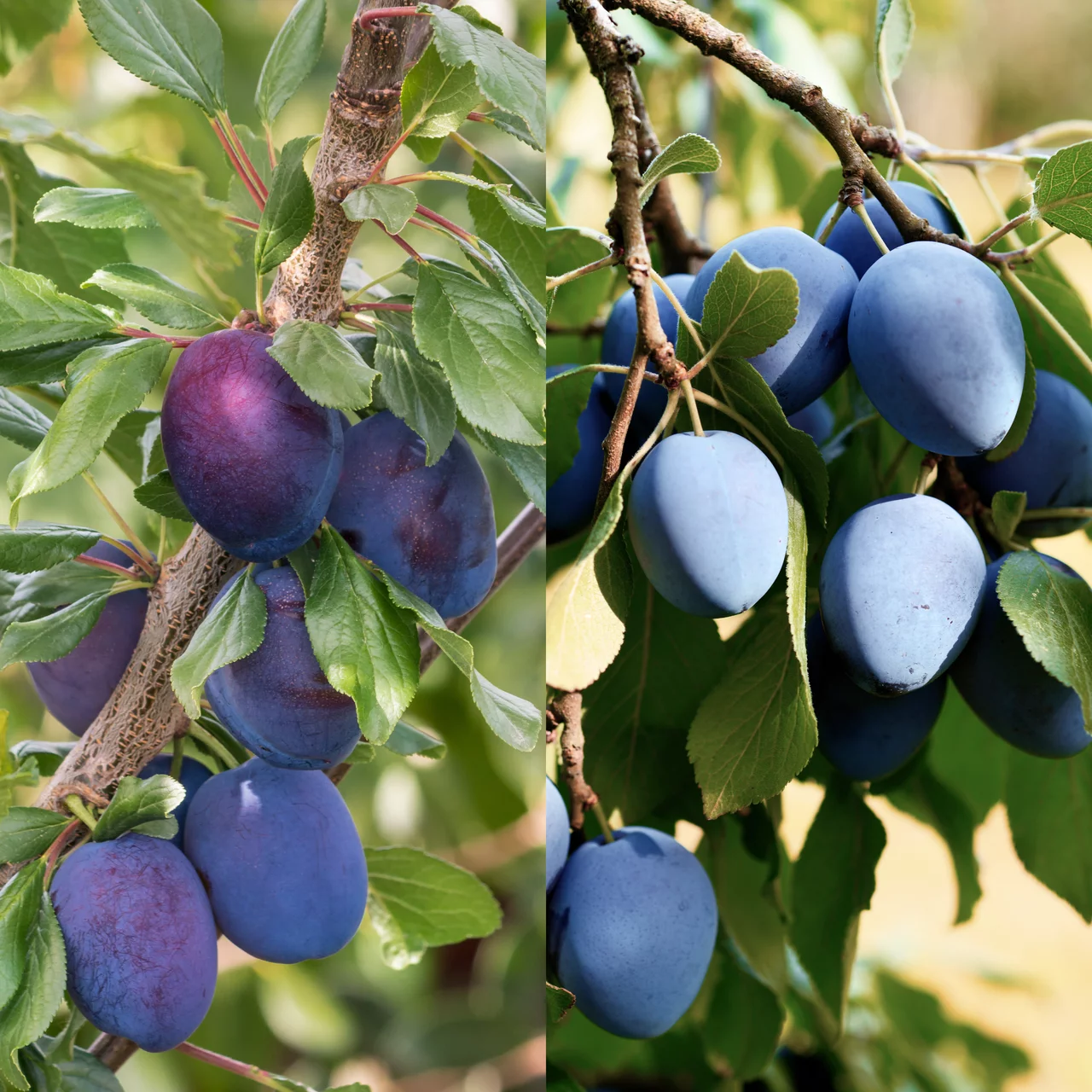 Duo-Obstbaum Zwetschge 'Fellenberg' / 'Haroma' | © R. Rombach Pflanzenproduktion