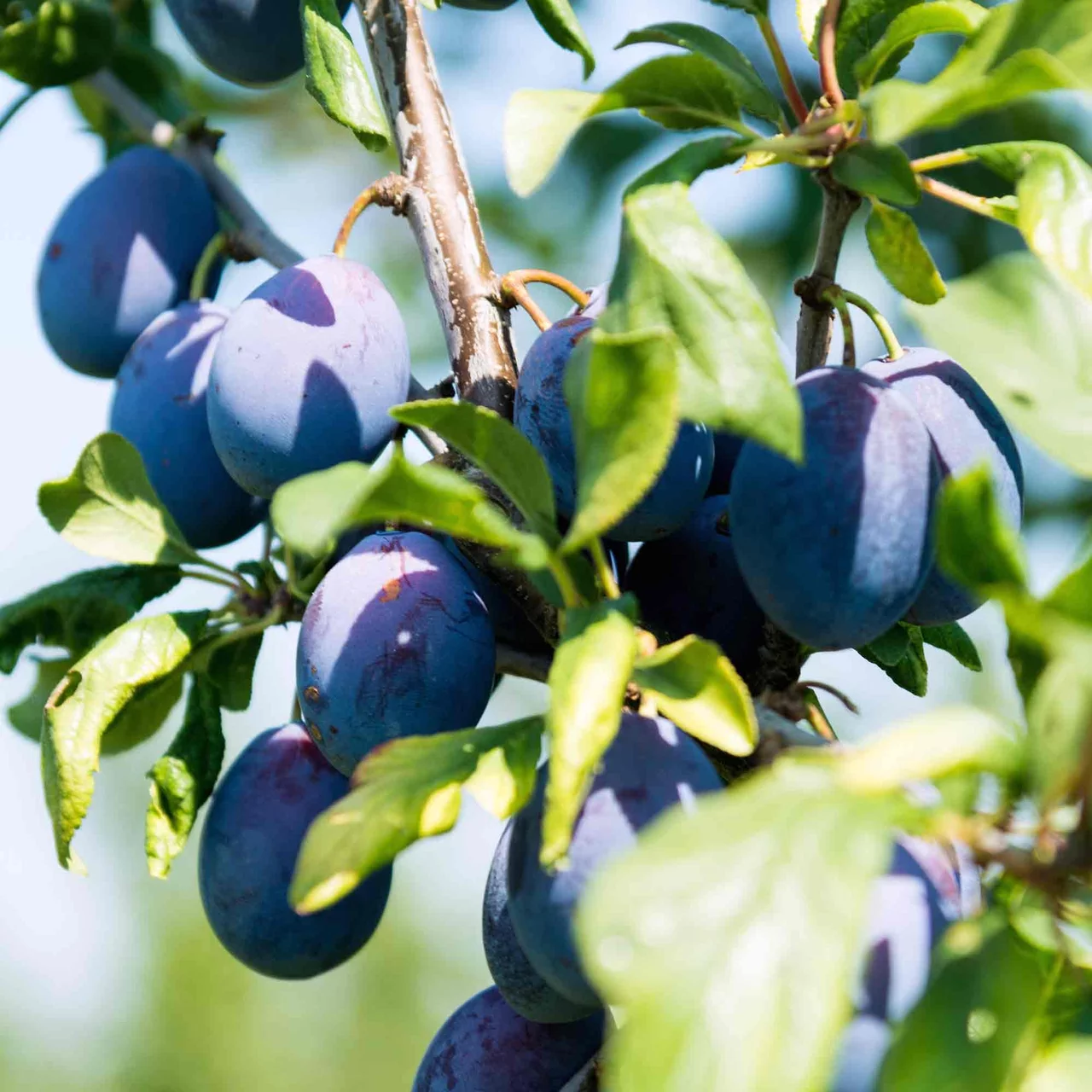 Produktbild zu «Zwetschgenbaum Imperial» | © Bio Baumschule Geers GbR