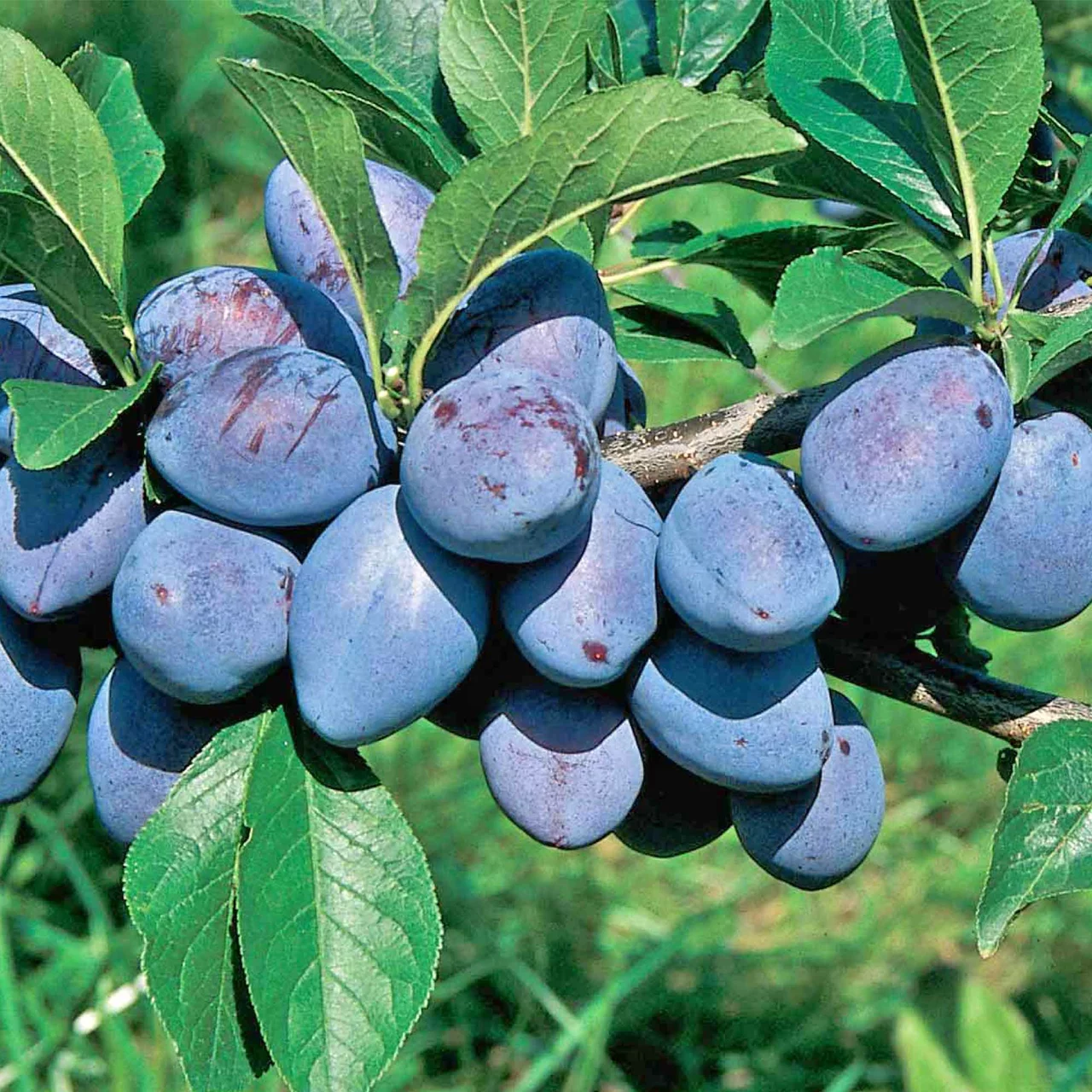 Produktbild zu «Zwetschgenbaum Tegera» | © Glauser's Bio-Baumschule