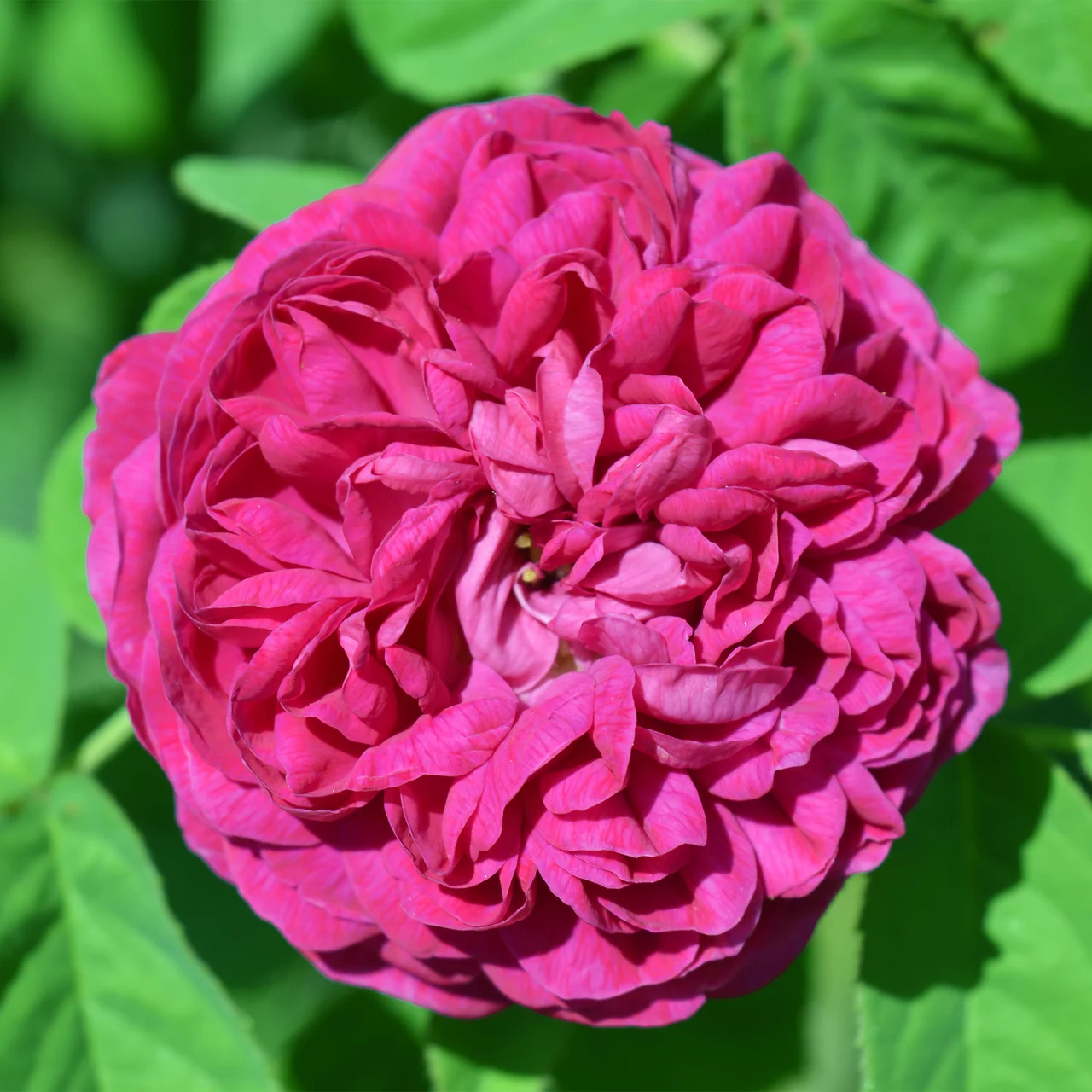 Historische Rose 'Rose de Resht'