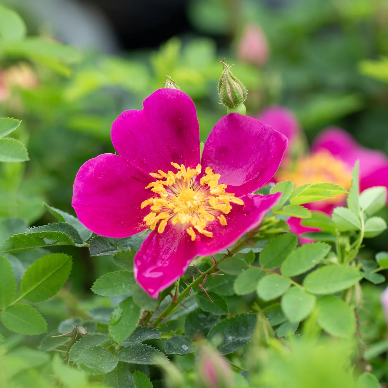 Produktbild zu «Wildrose 'Single Red' (Red Nelly)»