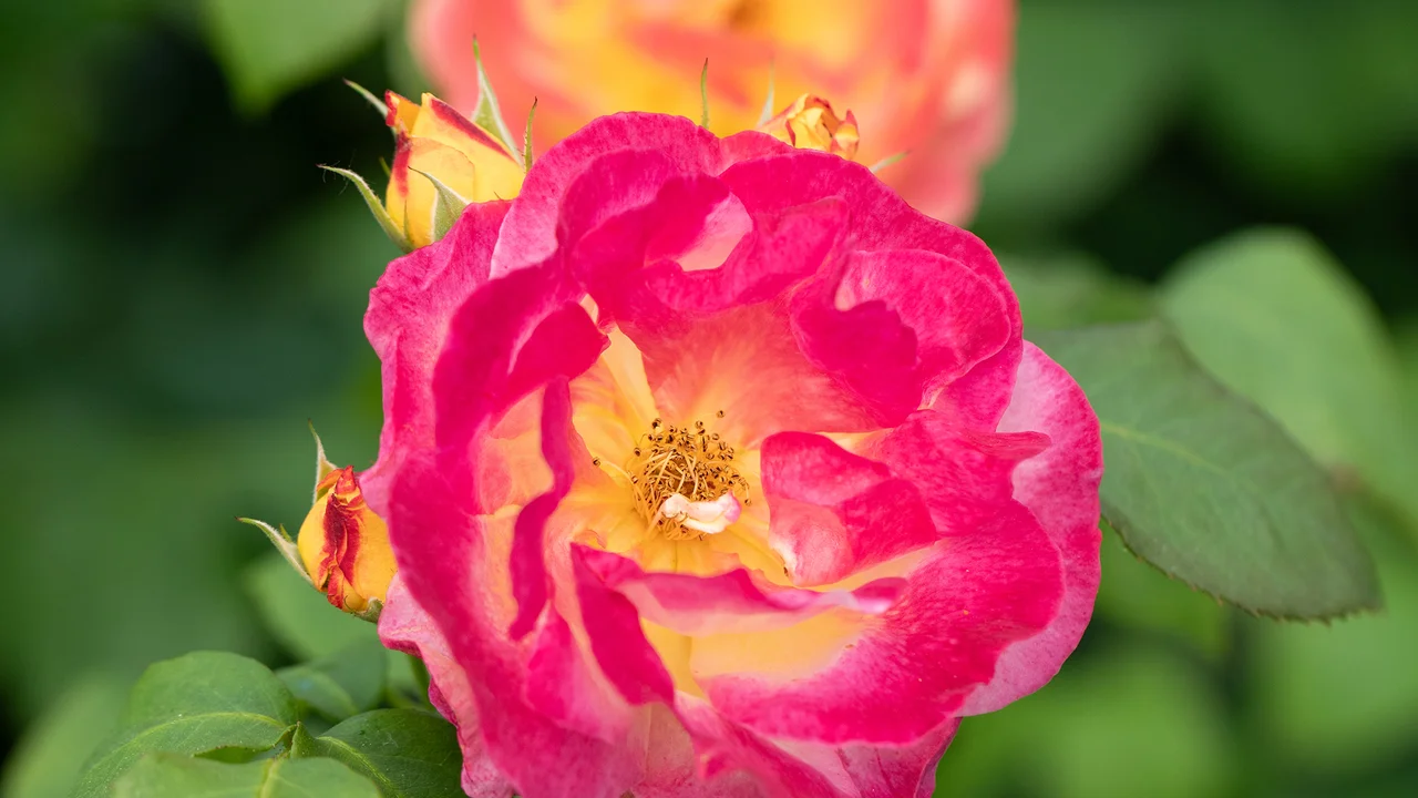 Produktbild zu «Strauchrose 'Firlefanz'»