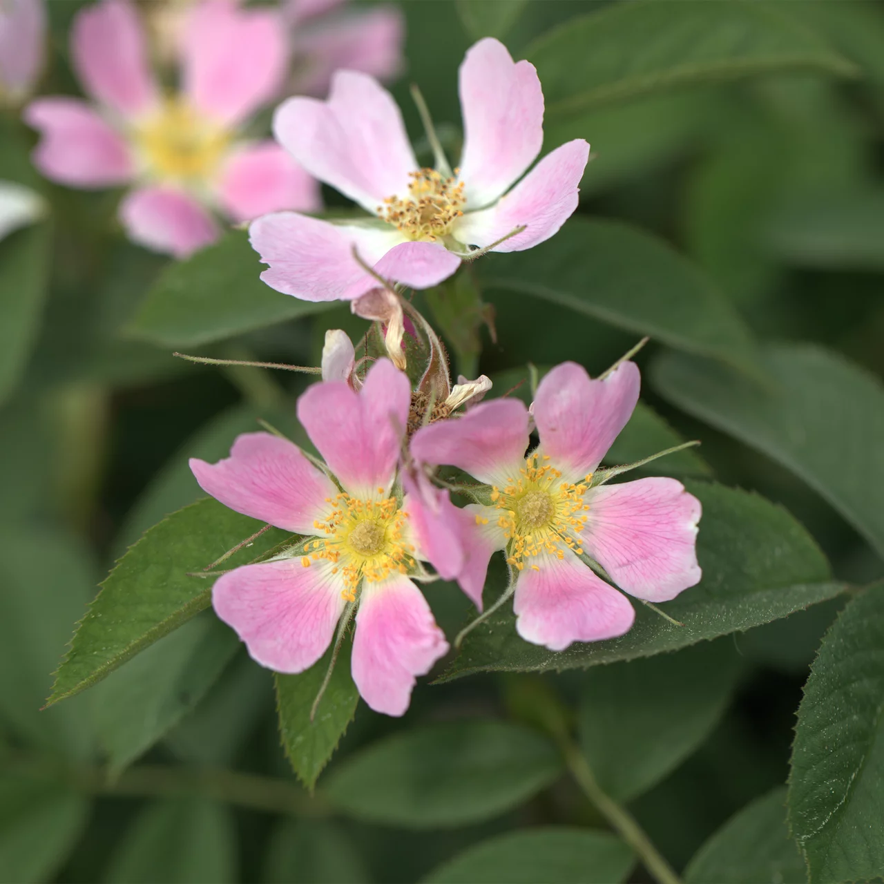 Image du produit pour «Rosier sauvage 'Velu' (Rosa villosa)»