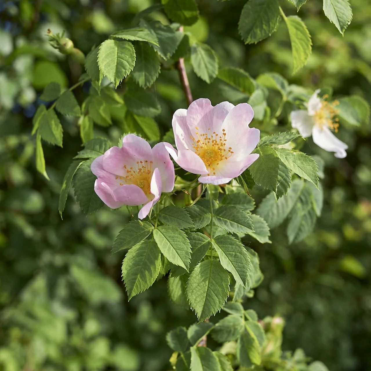Produktbild zu «Wildrose Filzrose» | © Sträucherei