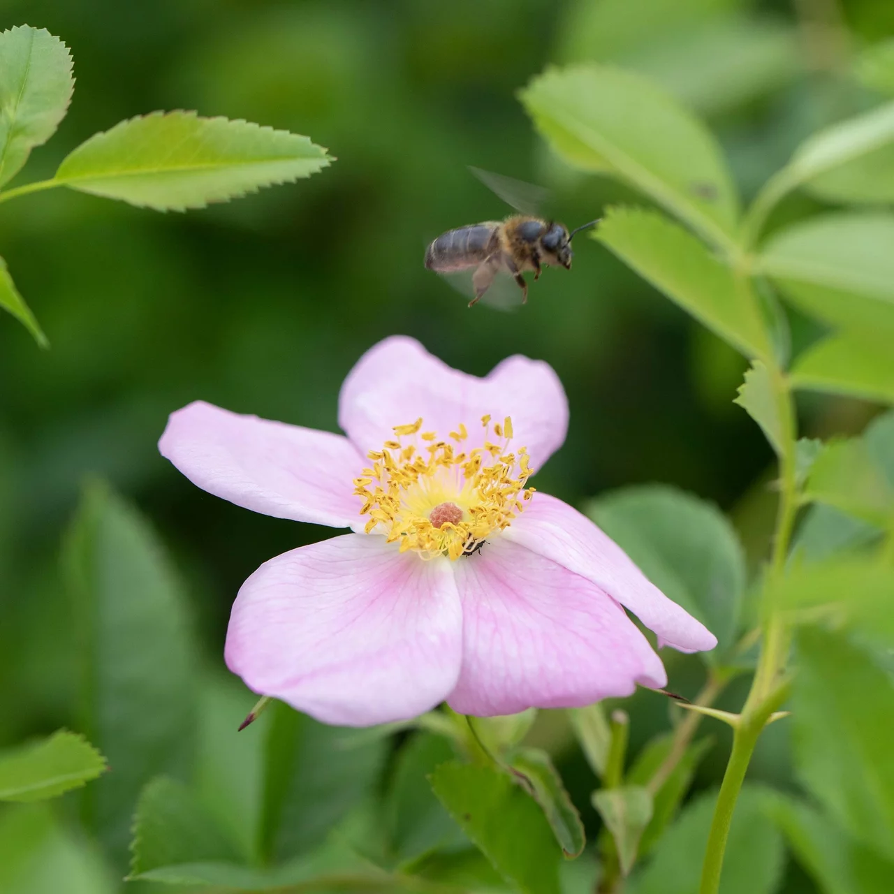 Image du produit pour «L‘églantier commun (Rosa canina)» | © Sträucherei