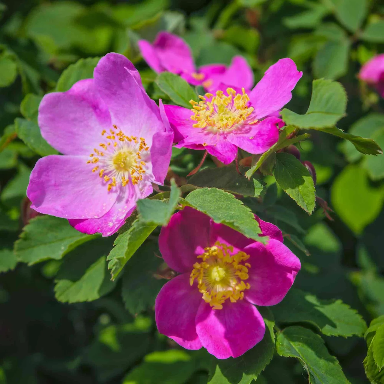 Produktbild zu «Wildrose 'Mariae Graebnerae'»